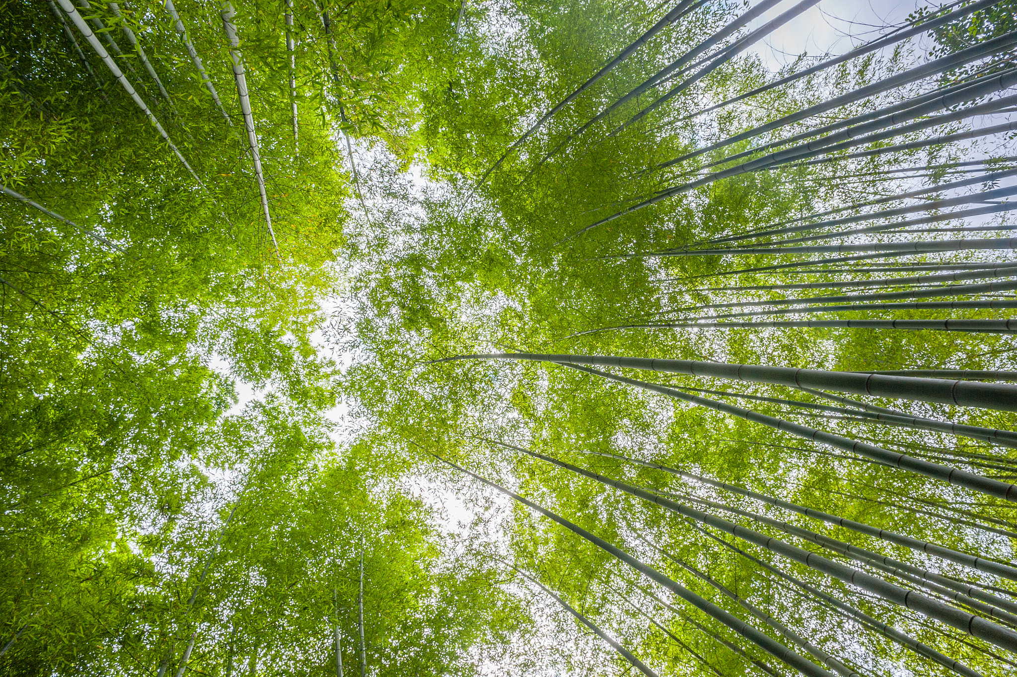 Nikon D700 + Nikon AF Nikkor 20mm F2.8D sample photo. Arashiyama bamboo forest photography