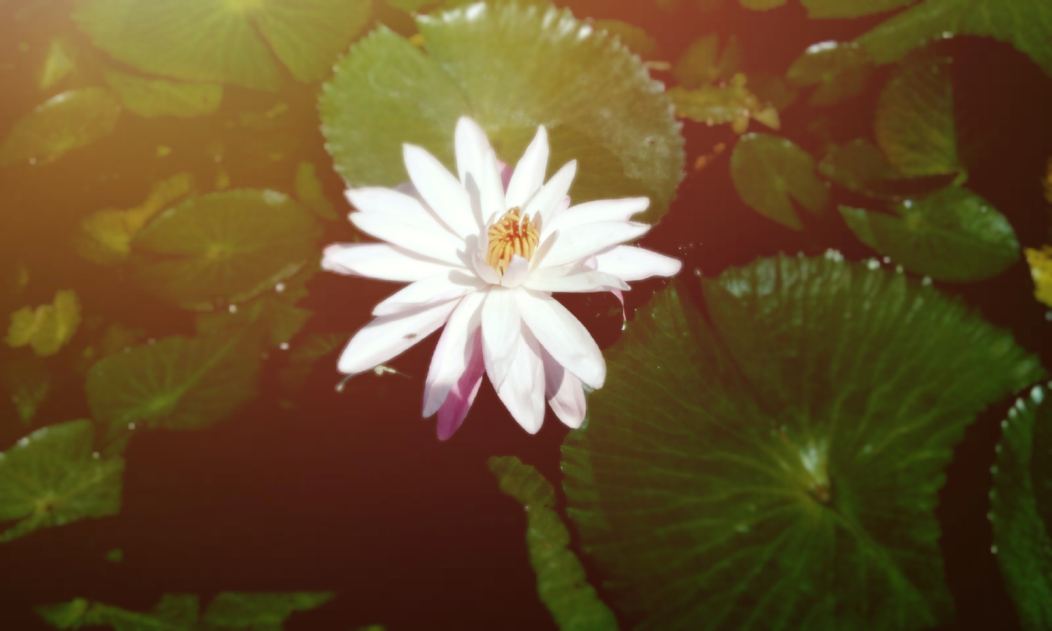 HTC DESIRE 526G+ DUAL SIM sample photo