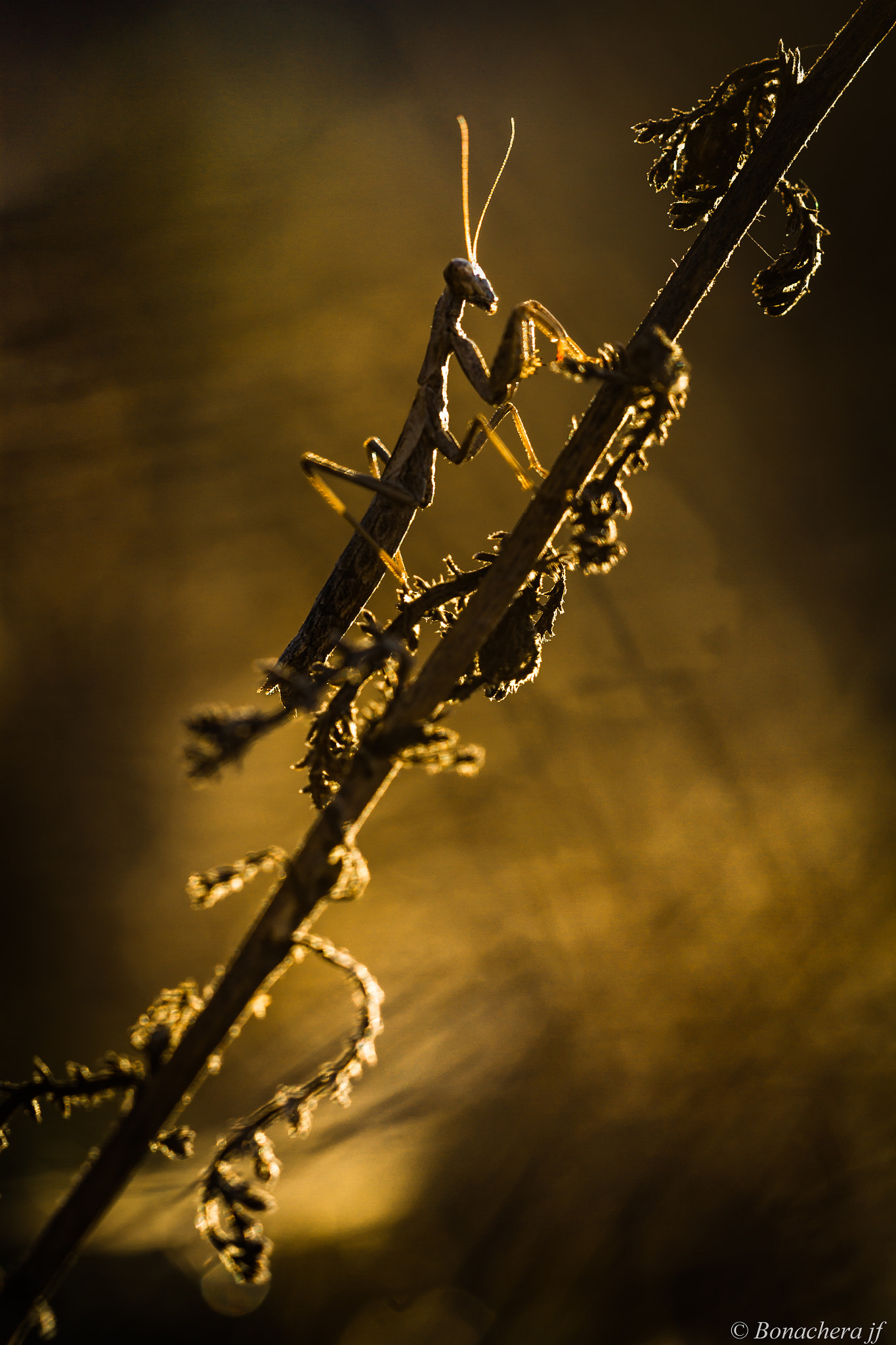 Sigma 150mm f/2.8 EX DG OS HSM APO Macro sample photo. Mante en contre jour photography