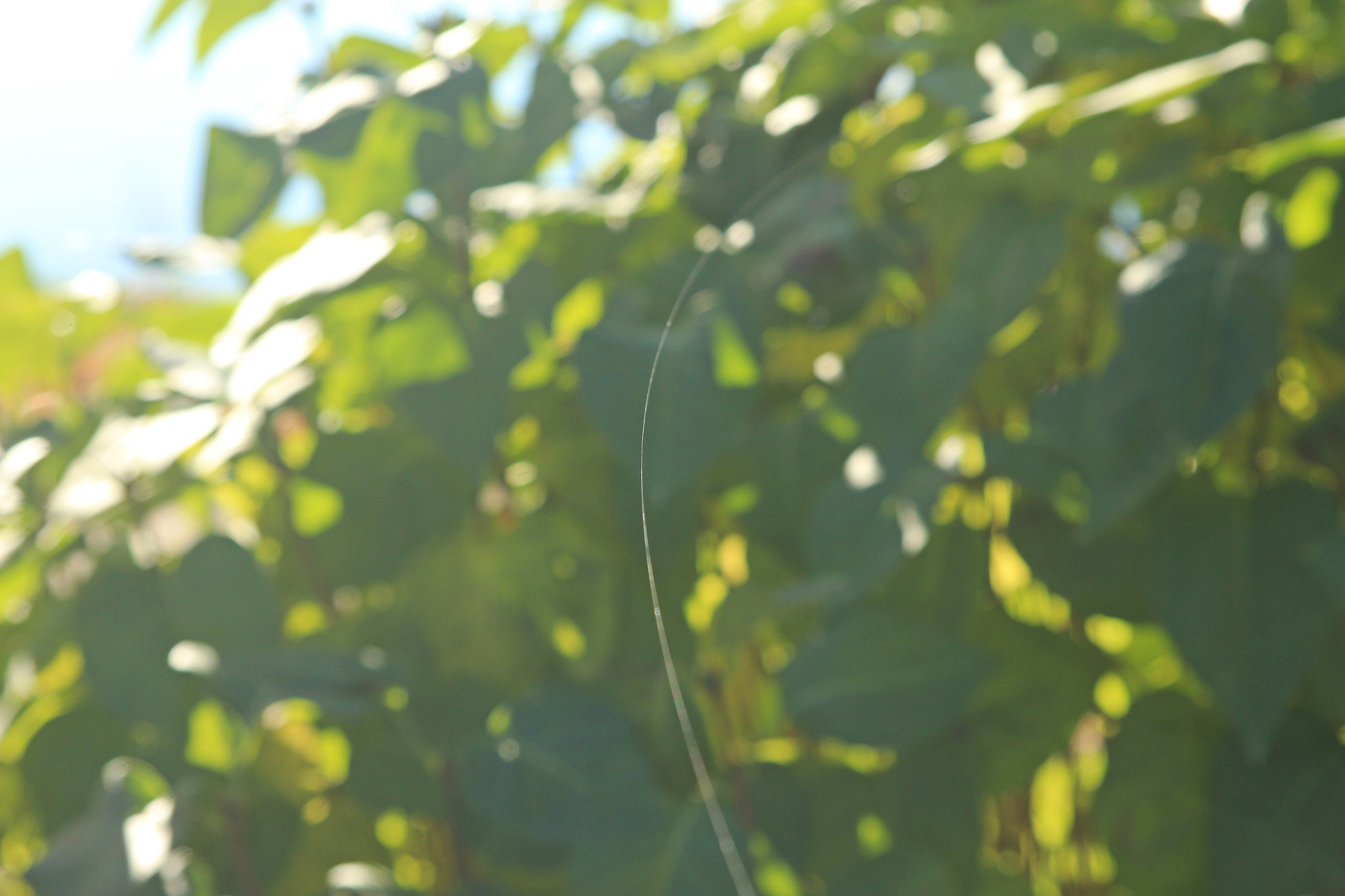Canon EF 24-85mm F3.5-4.5 USM sample photo. Thin line photography