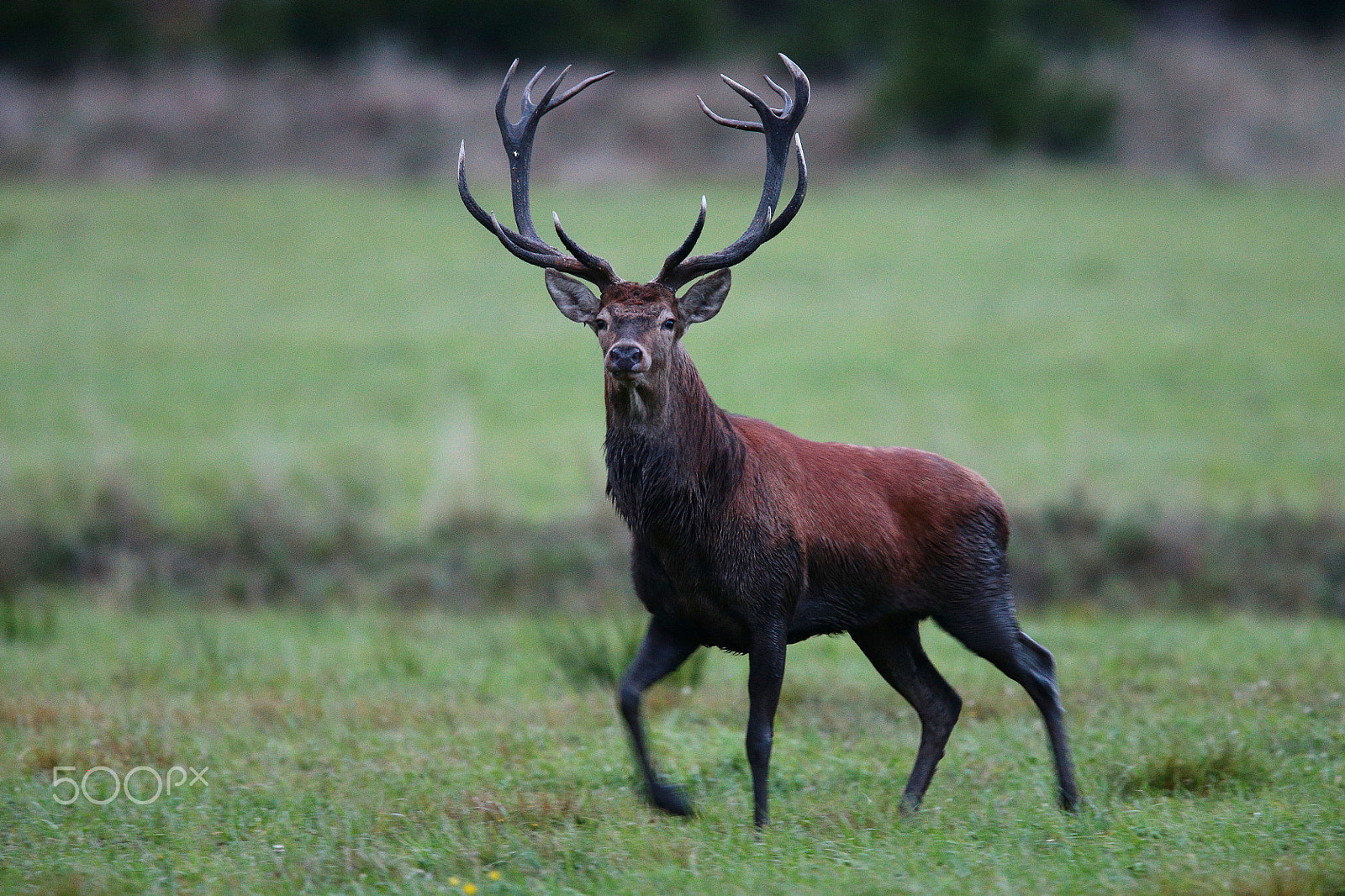 Canon EF 400mm F2.8L IS USM sample photo. Red deer 16 photography