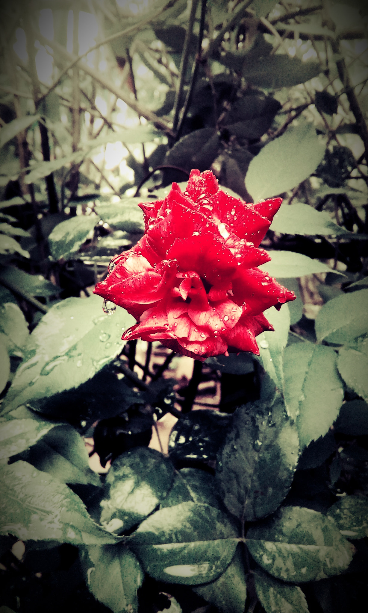 HTC DESIRE 526G+ DUAL SIM sample photo