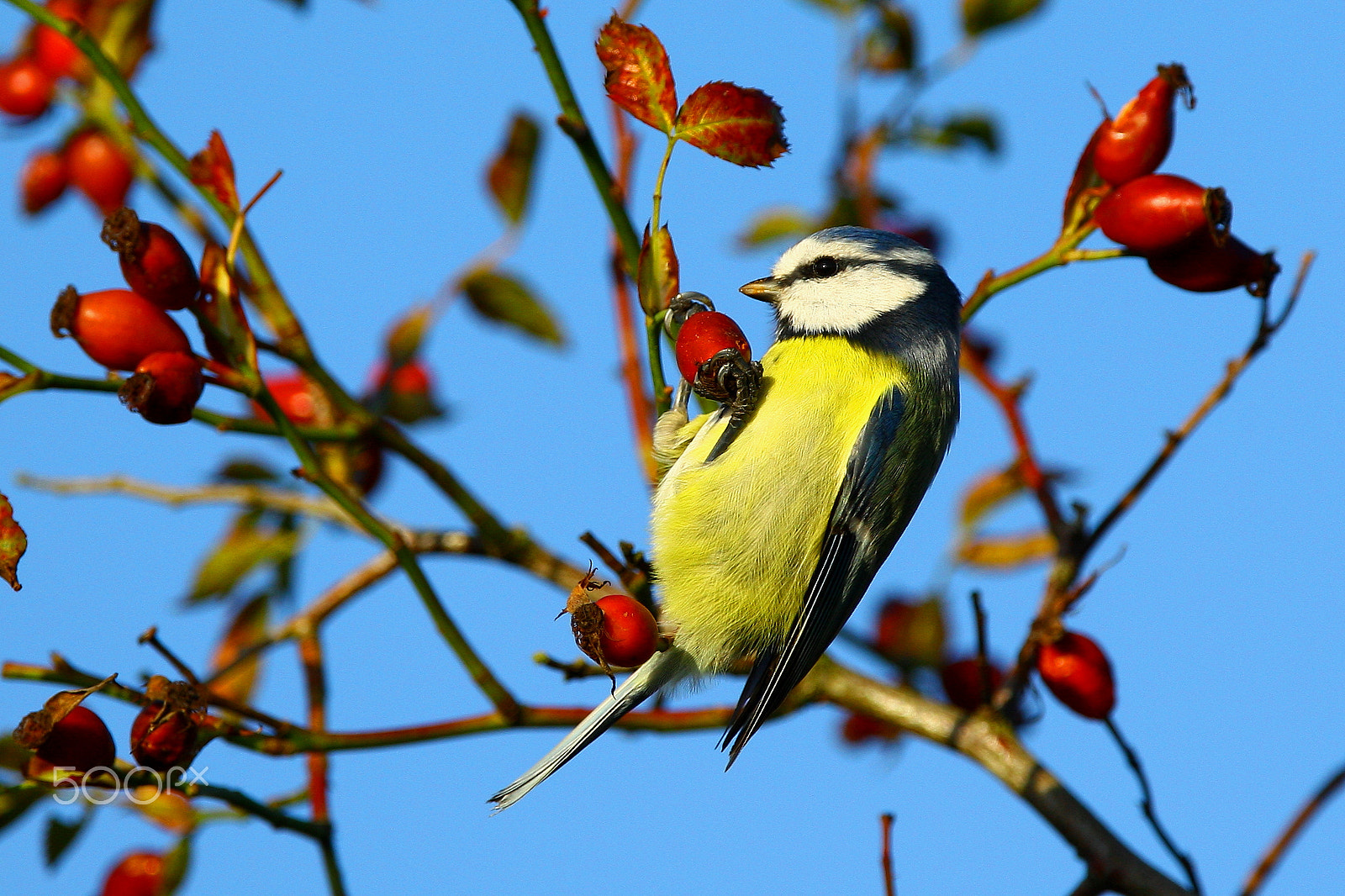 Canon EOS-1D Mark III sample photo. Blue tit photography