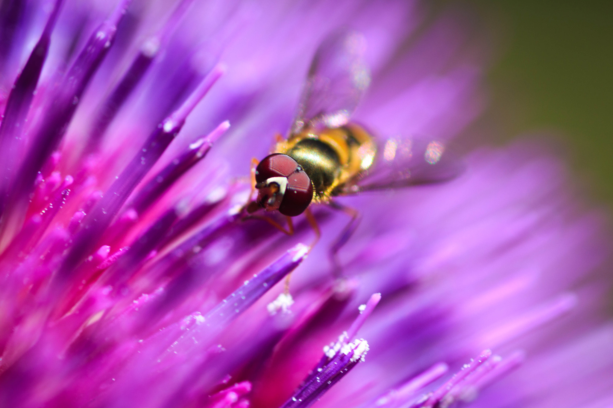 Canon EOS 700D (EOS Rebel T5i / EOS Kiss X7i) + Tamron SP AF 90mm F2.8 Di Macro sample photo. Bee in purple photography