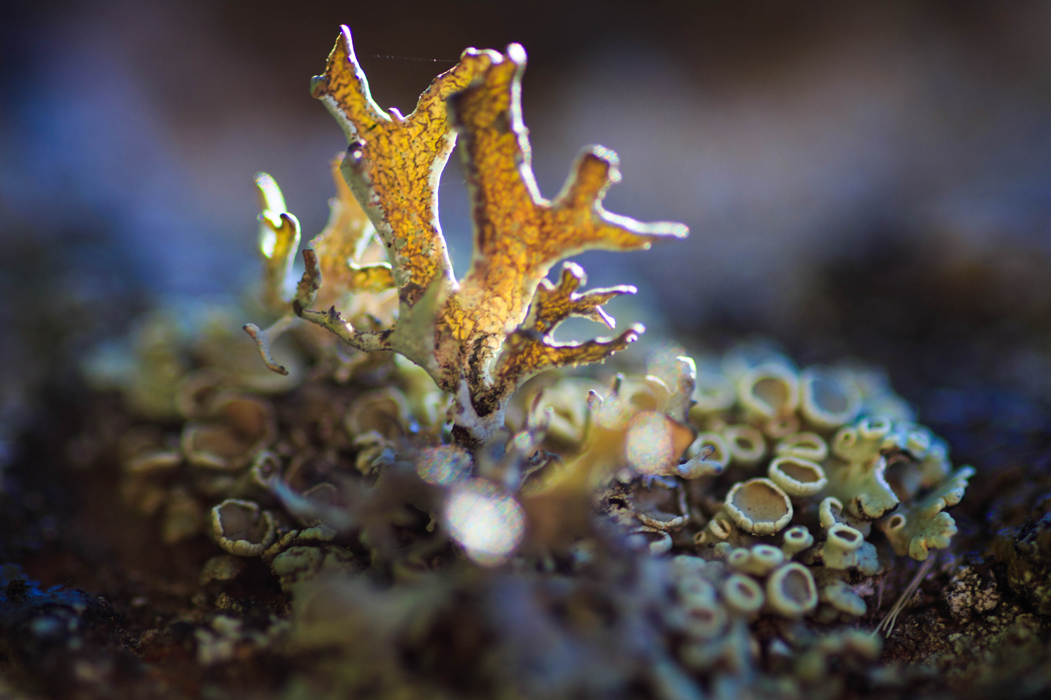 Canon EOS 700D (EOS Rebel T5i / EOS Kiss X7i) + Tamron SP AF 90mm F2.8 Di Macro sample photo. Mushroom photography