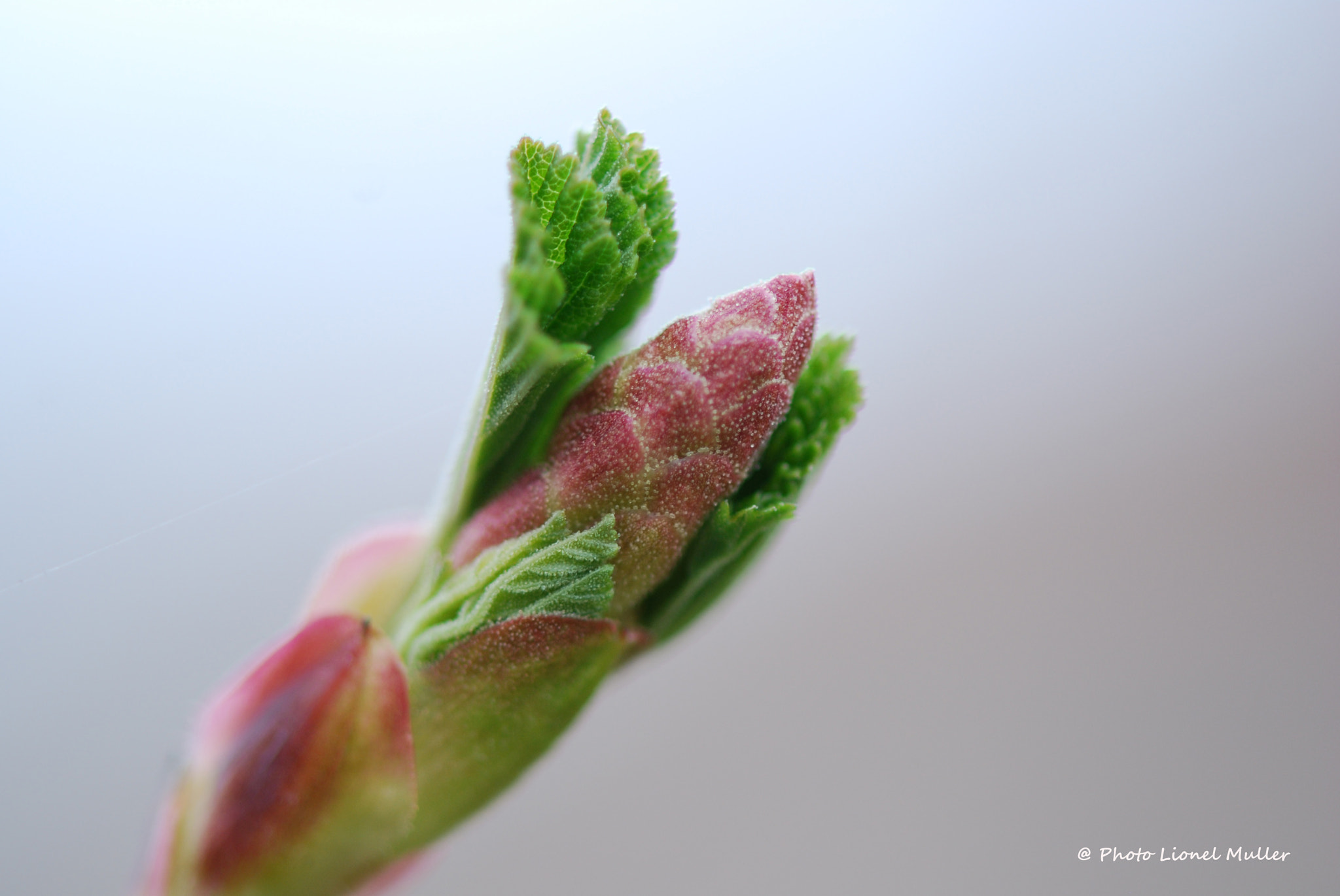 Nikon AF-S Micro-Nikkor 105mm F2.8G IF-ED VR sample photo. Printemps  photography