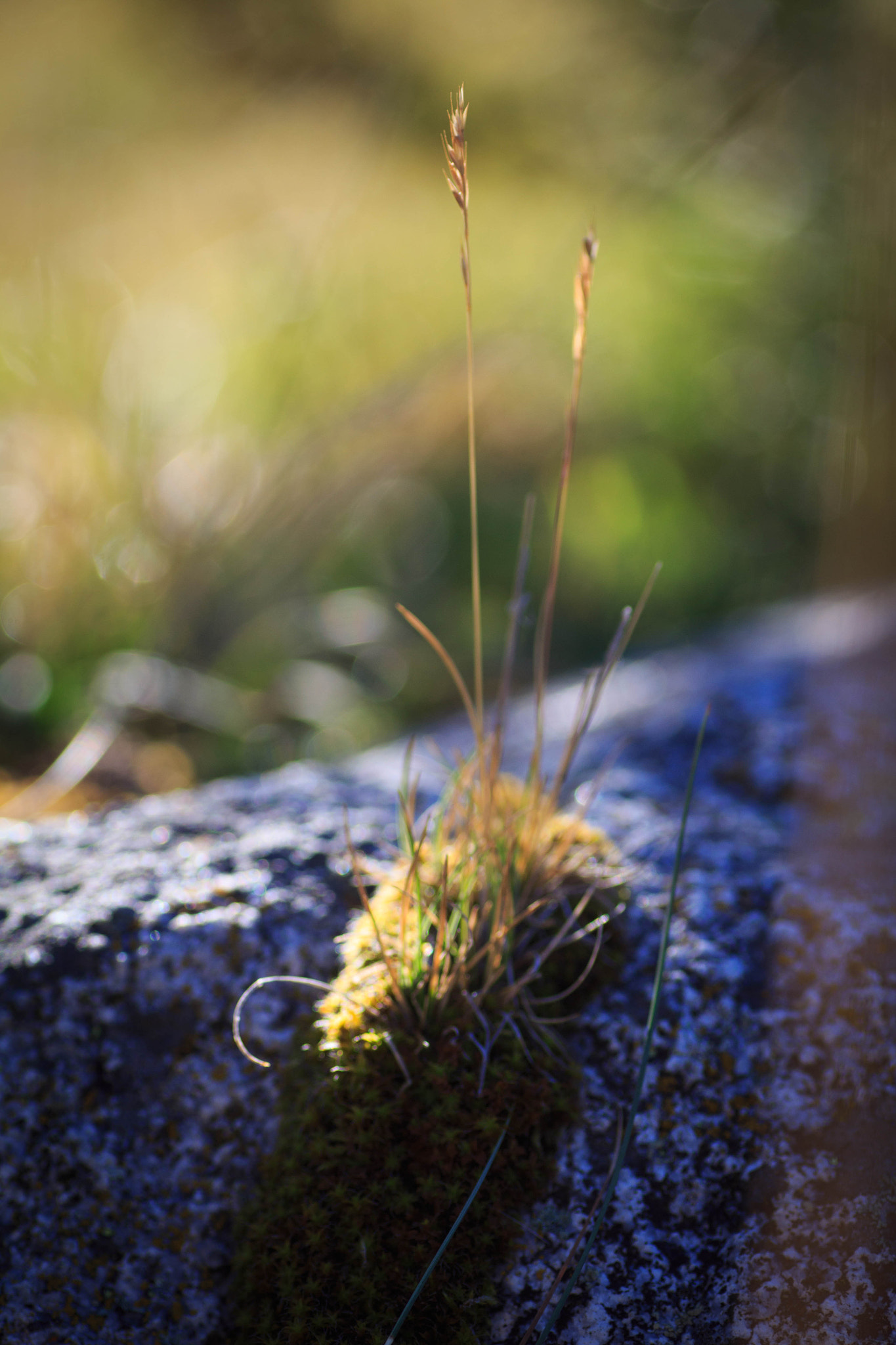 Canon EOS 700D (EOS Rebel T5i / EOS Kiss X7i) + Tamron SP AF 90mm F2.8 Di Macro sample photo. Grass on the sunset photography