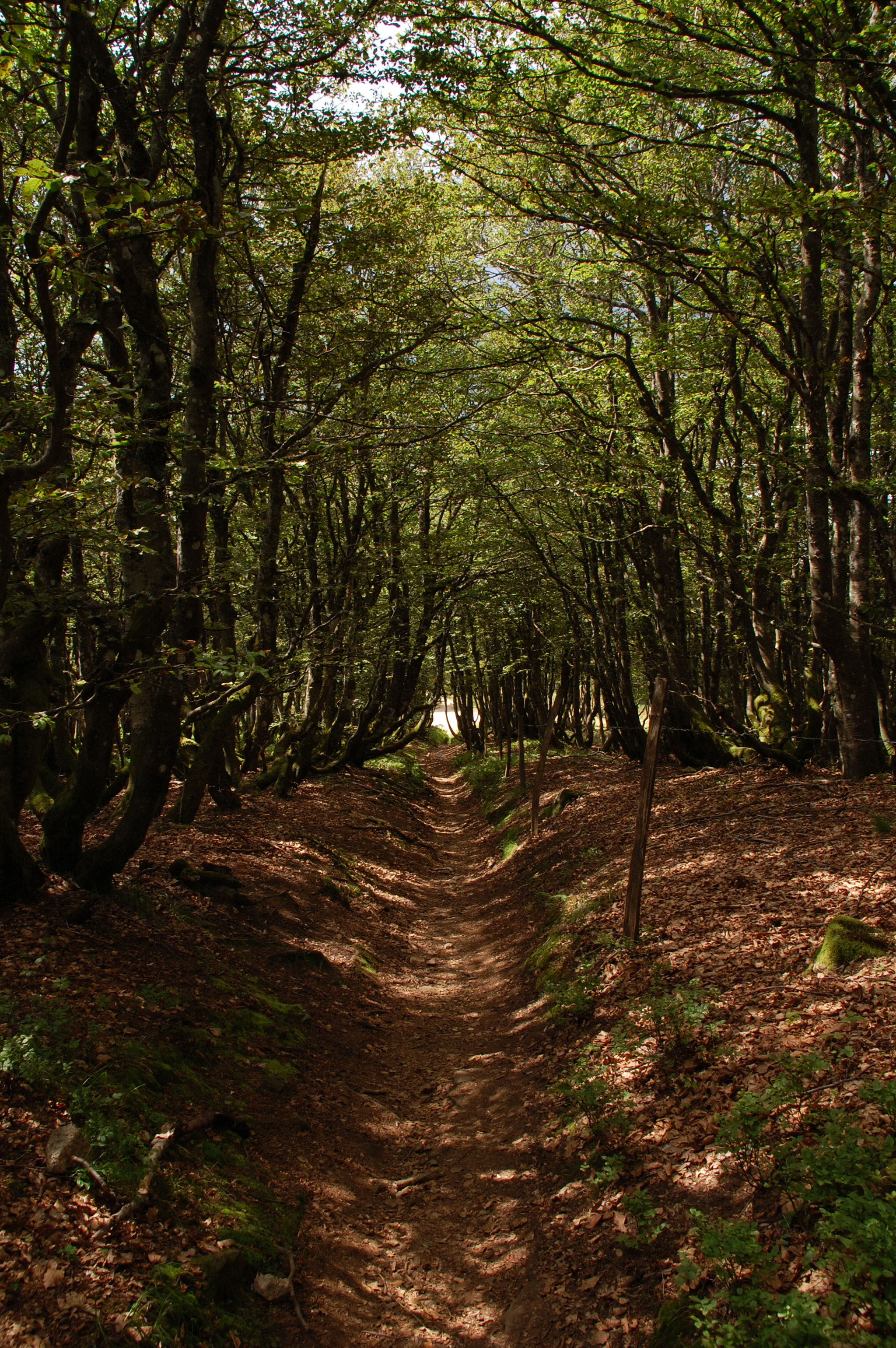 Nikon D40 + Sigma 18-200mm F3.5-6.3 DC sample photo. On the path photography