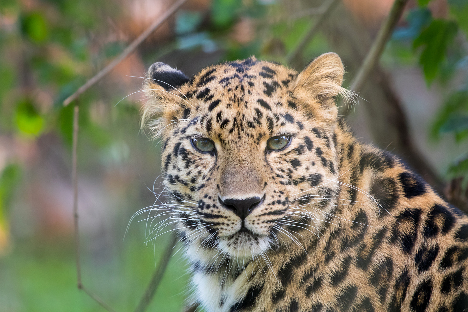 Canon EF 100-400mm F4.5-5.6L IS USM sample photo. Amur leopard photography