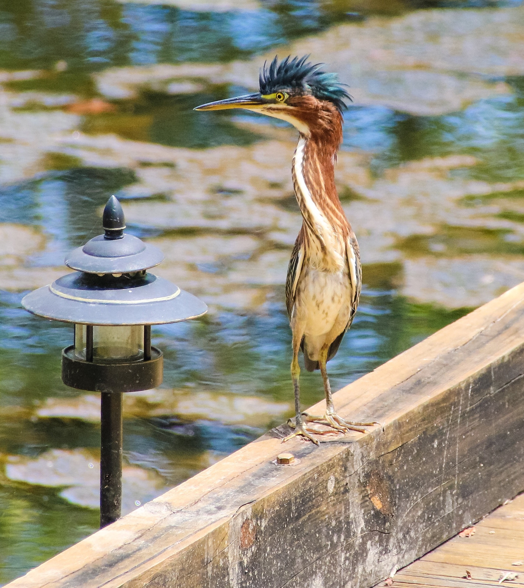 Canon 18-300mm sample photo. Twisted photography