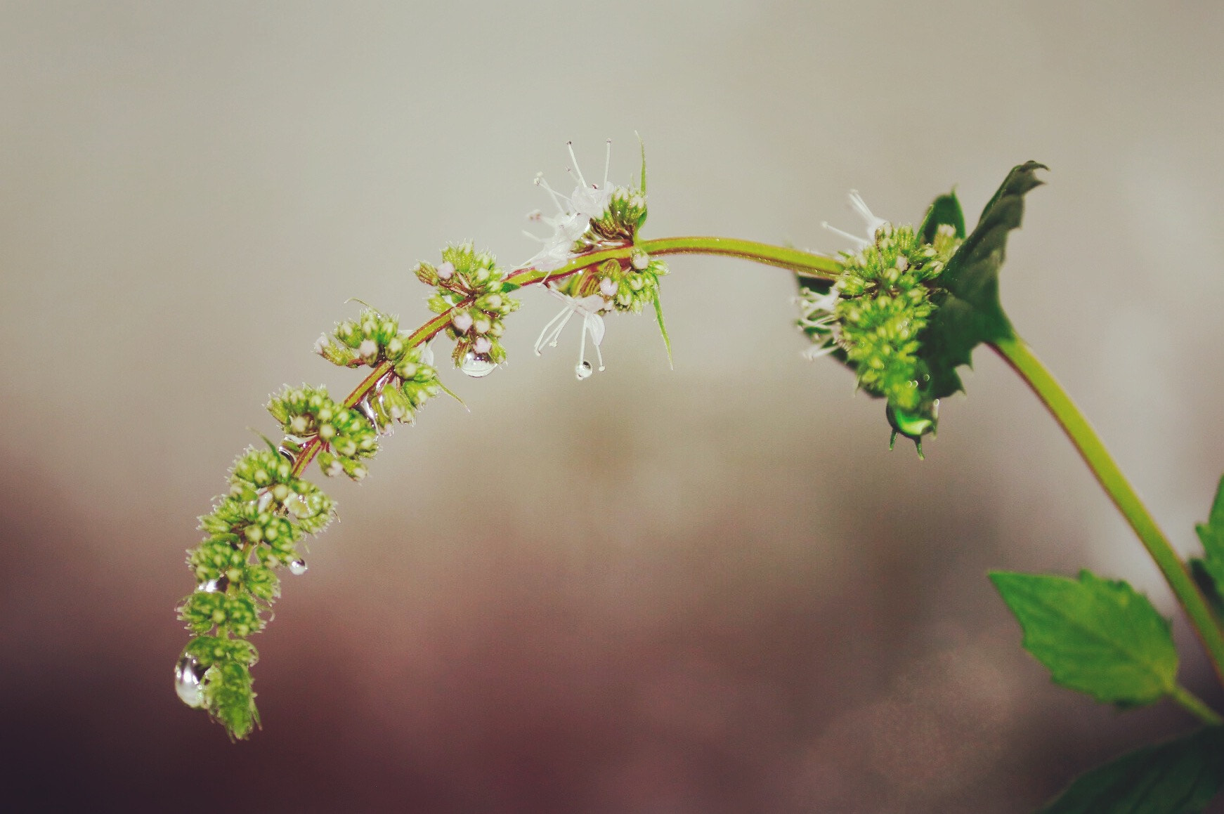 Canon EF-S 55-250mm F4-5.6 IS II sample photo. Every bud has all that it needs to be a flower photography