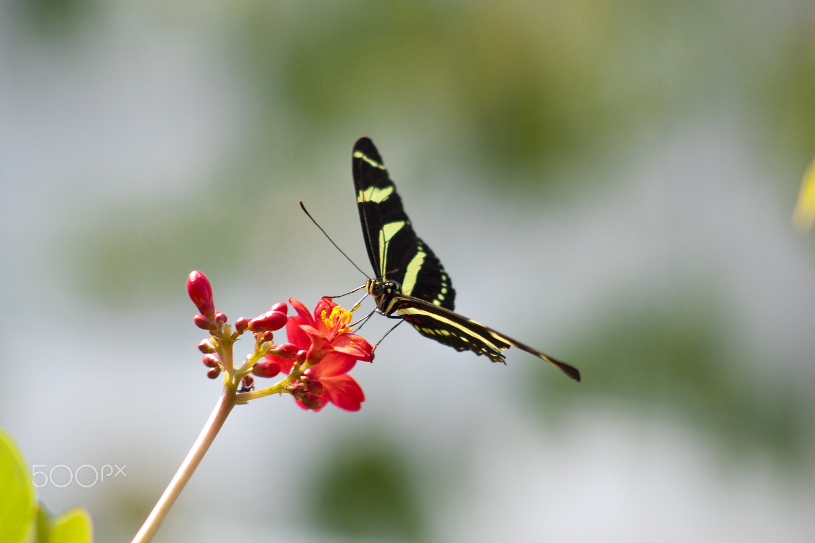 Canon EOS 500D (EOS Rebel T1i / EOS Kiss X3) + EF75-300mm f/4-5.6 sample photo. Butterfly photography