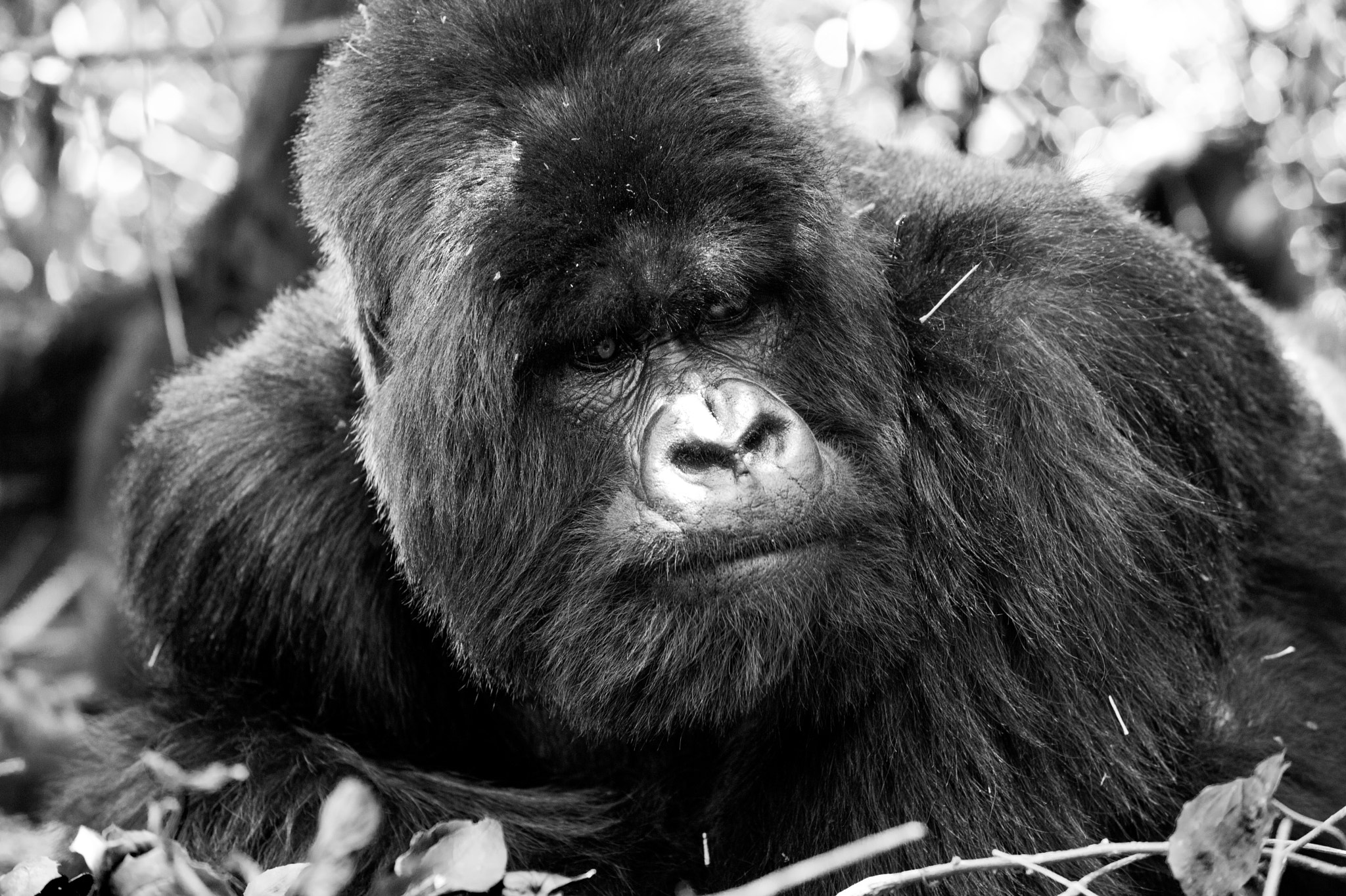 Nikon D3X sample photo. [ mountain gorilla ] photography