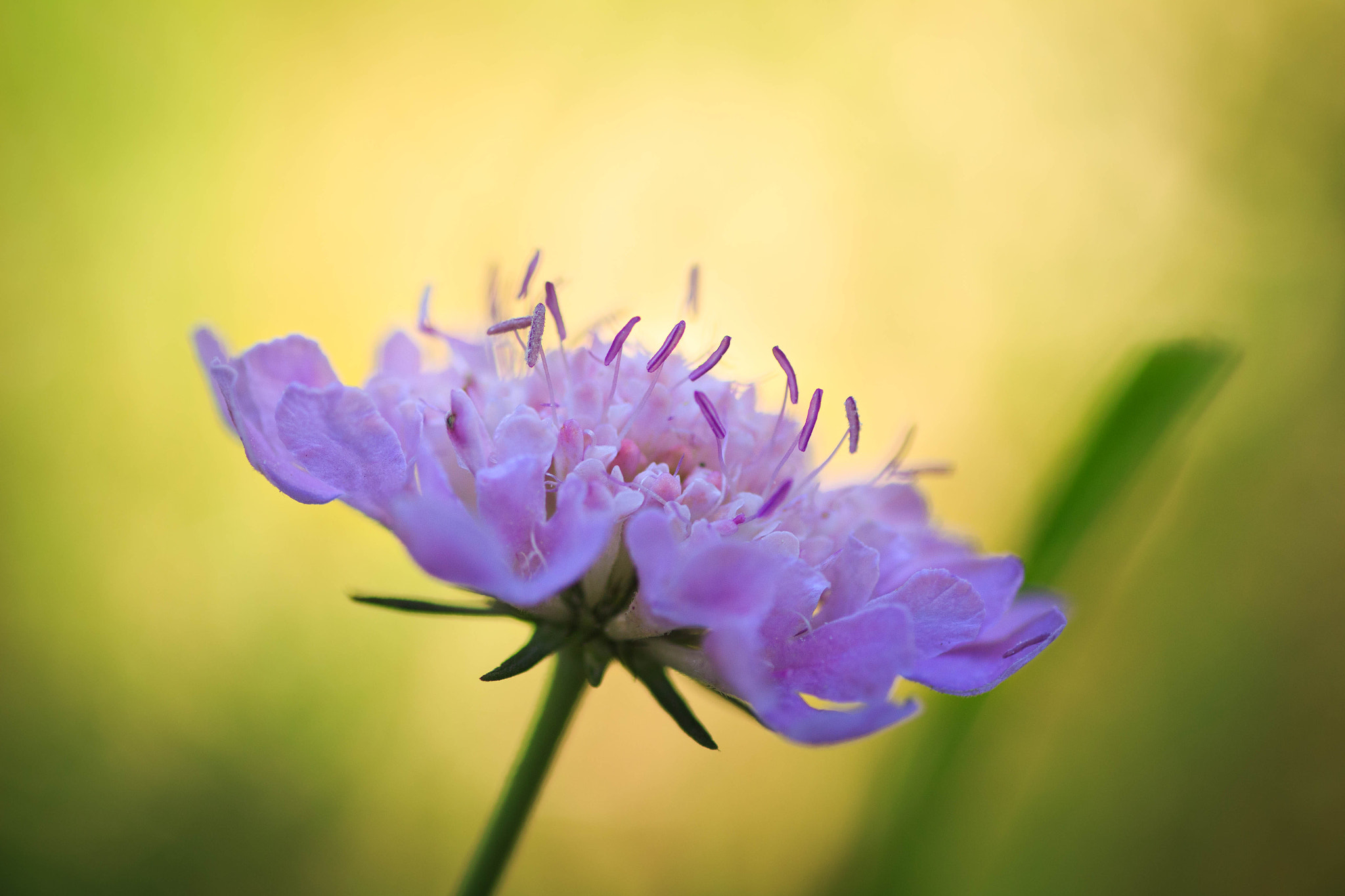 Canon EOS 700D (EOS Rebel T5i / EOS Kiss X7i) + Tamron SP AF 90mm F2.8 Di Macro sample photo. Pink beauty photography