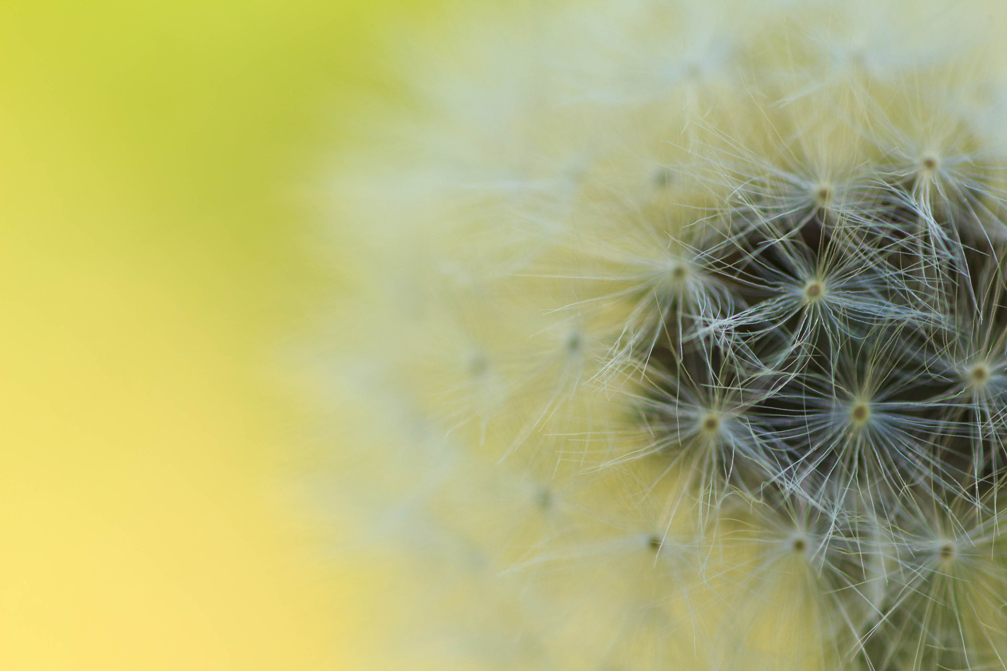 Canon EOS 700D (EOS Rebel T5i / EOS Kiss X7i) + Tamron SP AF 90mm F2.8 Di Macro sample photo. Dandelion photography