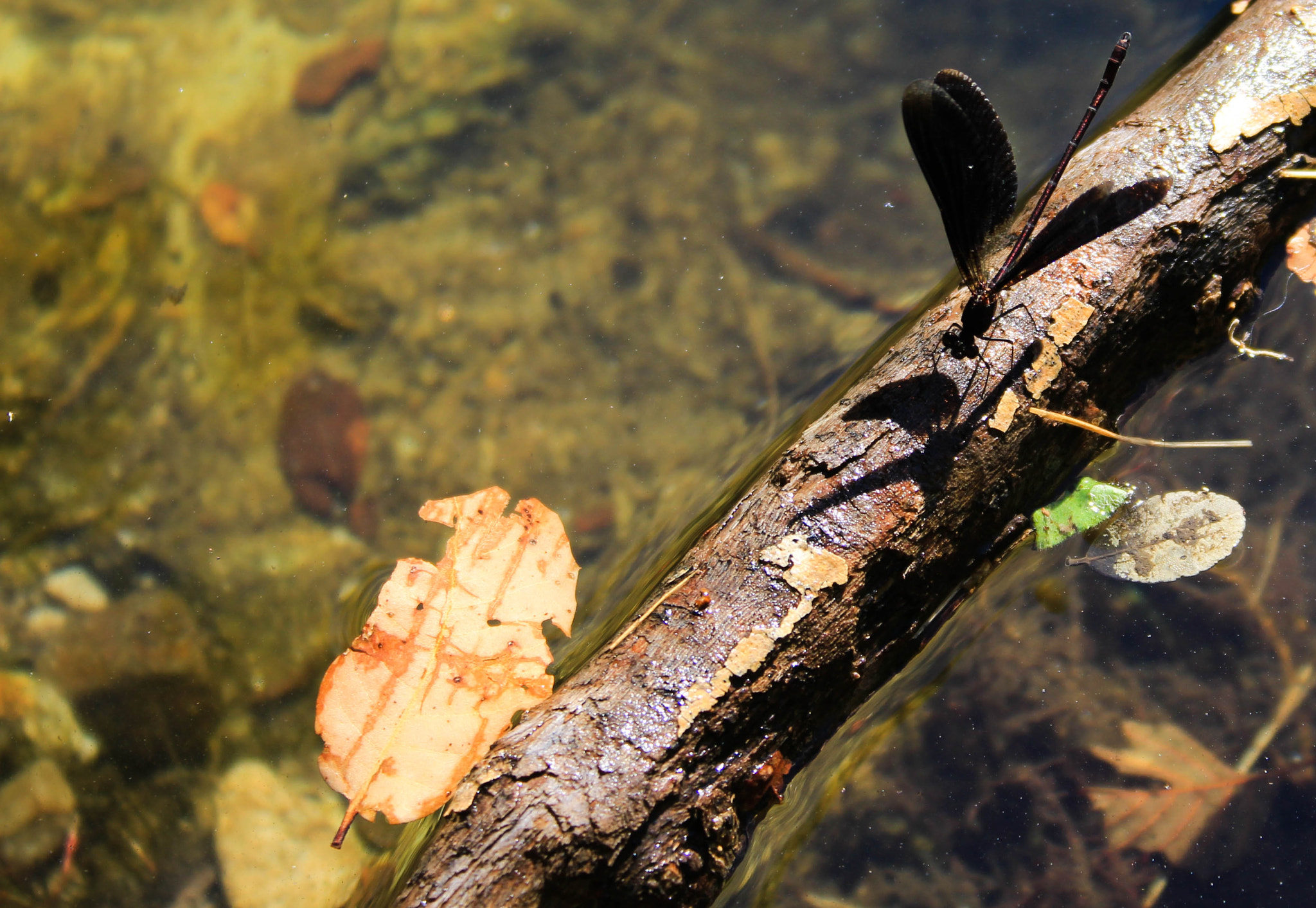 Canon EF-S 18-55mm F3.5-5.6 II sample photo. Dragonfly photography