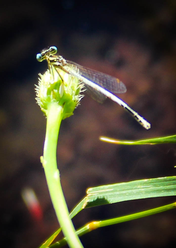 Canon EF-S 18-55mm F3.5-5.6 II sample photo. Dragonfly photography
