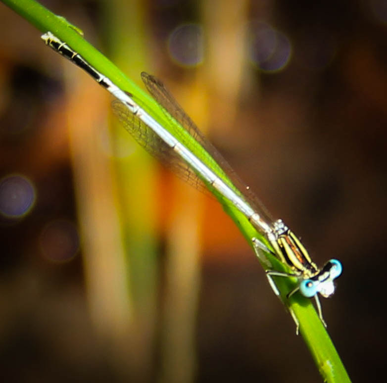 Canon EF-S 18-55mm F3.5-5.6 II sample photo. Insect photography