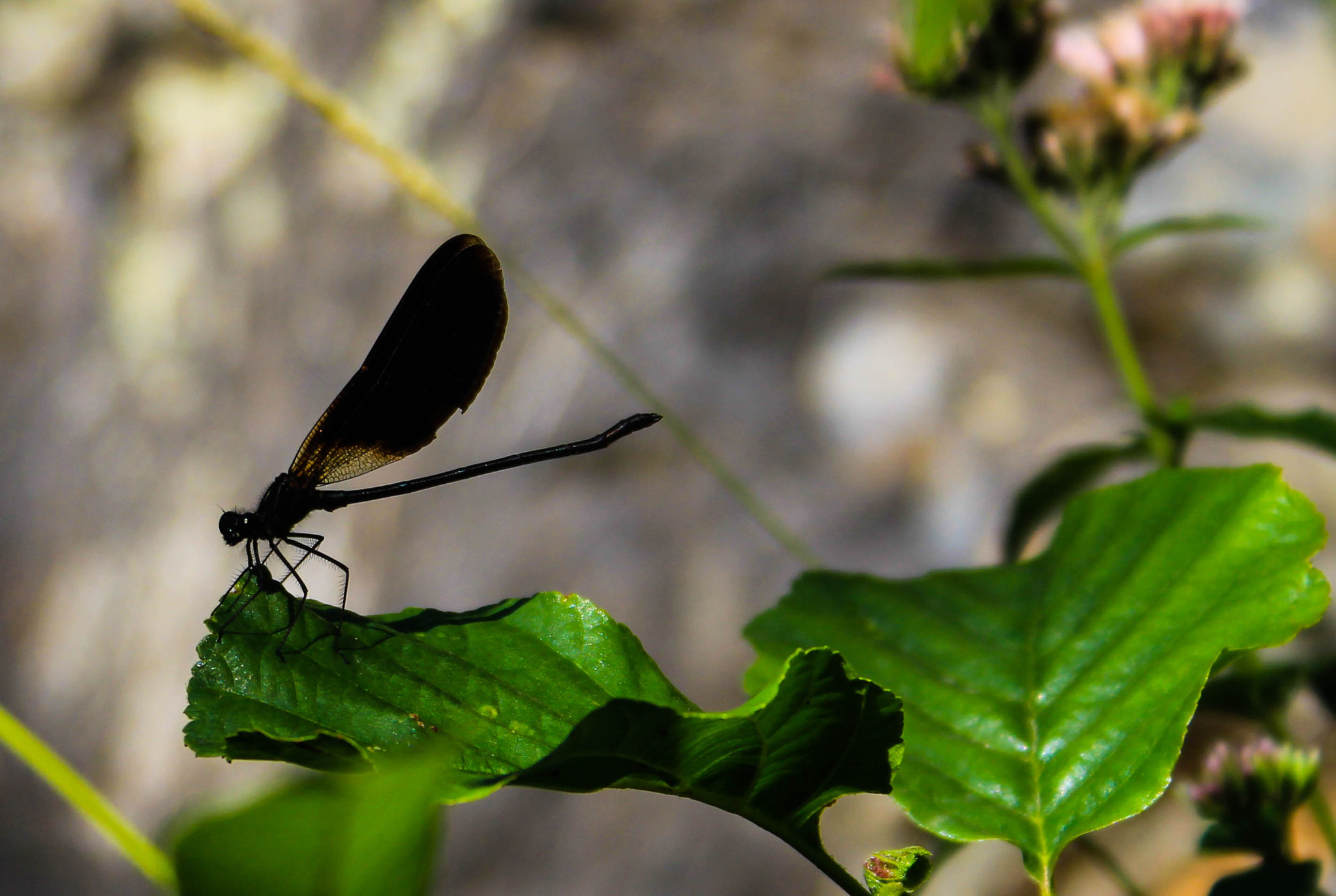Canon EF-S 18-55mm F3.5-5.6 II sample photo. Dragonfly photography