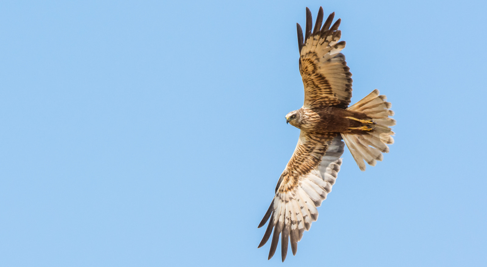 Nikon D7100 + Nikon AF-S Nikkor 500mm F4G ED VR sample photo. Bruine kiekendief - marsh harrier photography