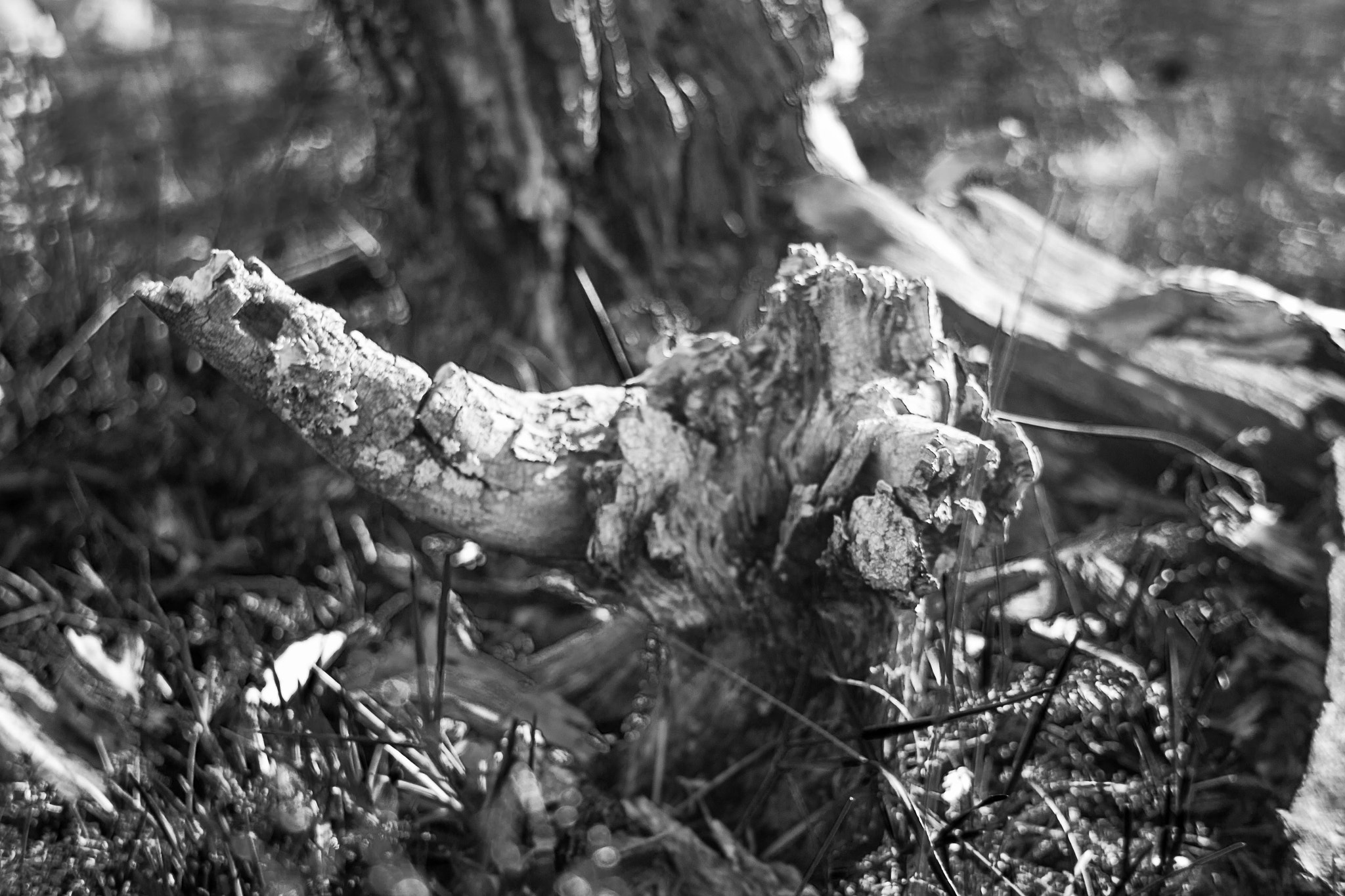 Canon EF-S 18-55mm F3.5-5.6 II sample photo. Wood photography