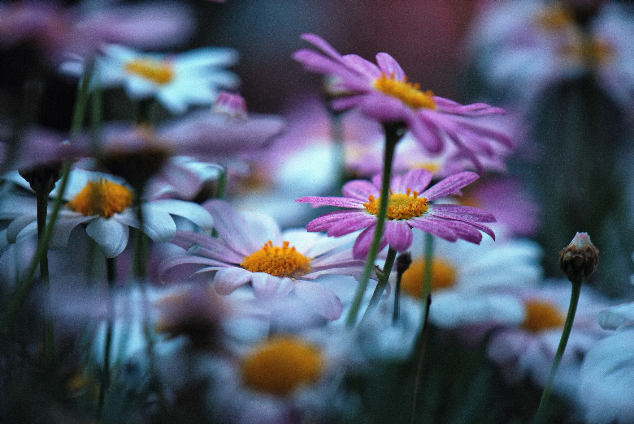 Nikon AF-S DX Micro-Nikkor 85mm F3.5G ED VR sample photo. Bosque floral photography