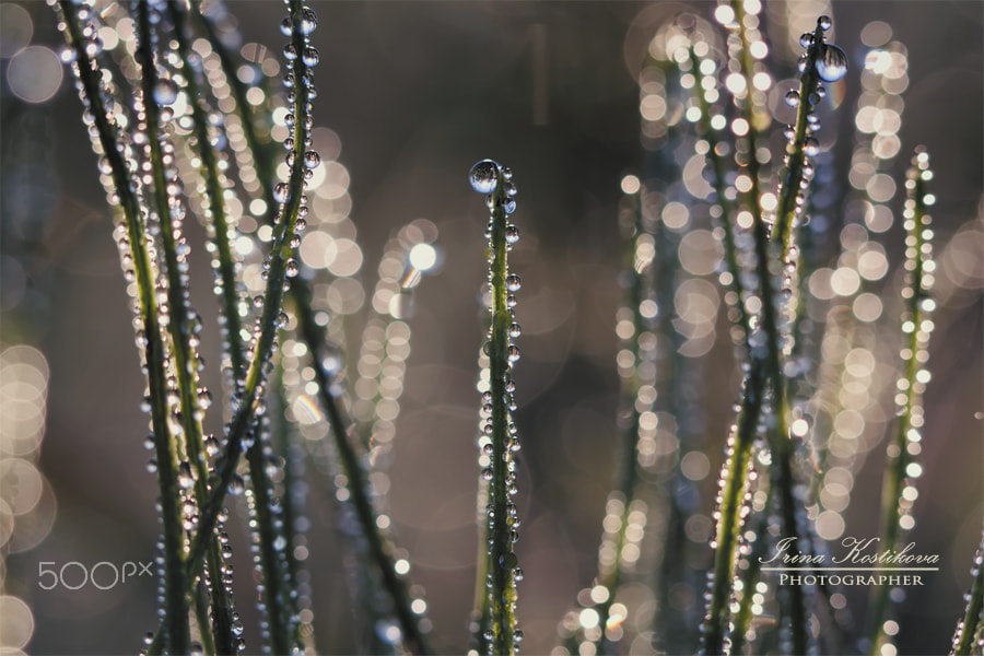 Canon EF 100mm F2.8L Macro IS USM sample photo. Хрустальный лес photography