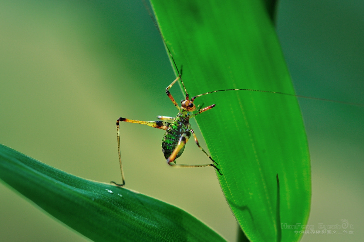 Nikon D90 + Nikon AF Micro-Nikkor 200mm F4D ED-IF sample photo. 小螽斯 photography