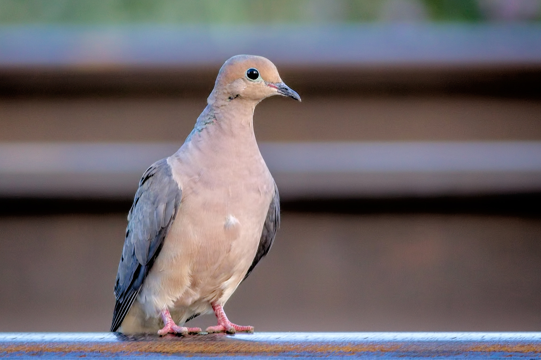 Canon EOS 750D (EOS Rebel T6i / EOS Kiss X8i) + Canon EF 400mm F5.6L USM sample photo. Mourning dove photography