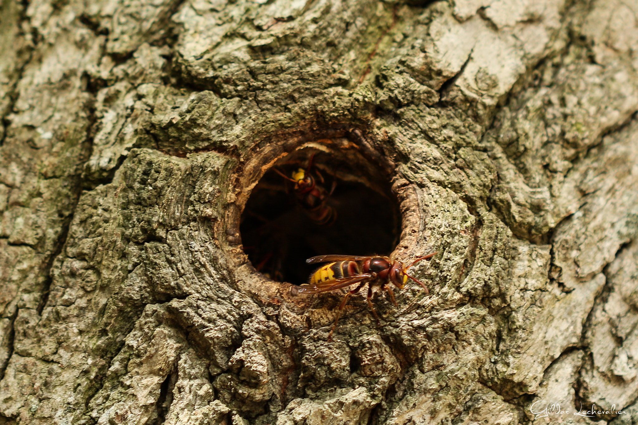 Canon EF 100mm F2.8 Macro USM sample photo. Home sweet home photography
