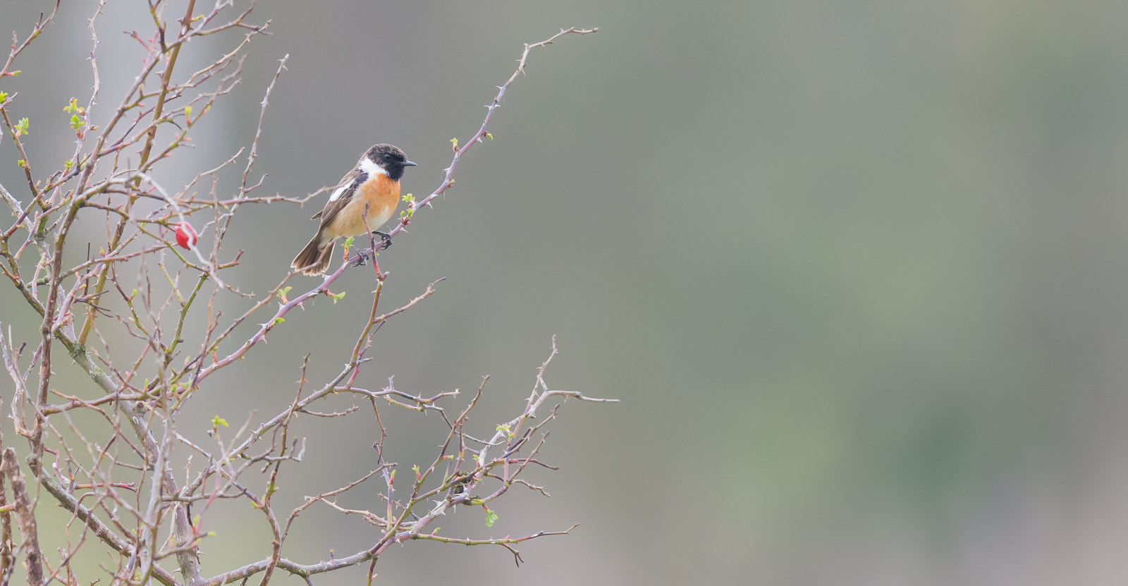 Nikon D7100 + Nikon AF-S Nikkor 500mm F4G ED VR sample photo. Roodborsttapuit - stonechat photography