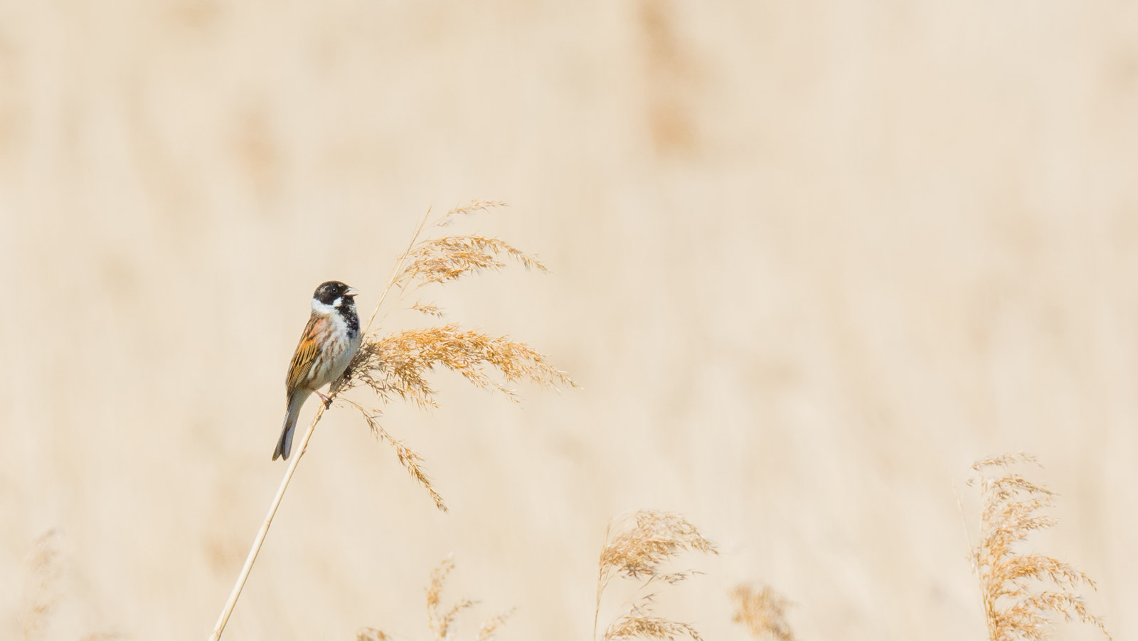 Nikon D7100 + Nikon AF-S Nikkor 500mm F4G ED VR sample photo. Rietgors - common reed bunting photography