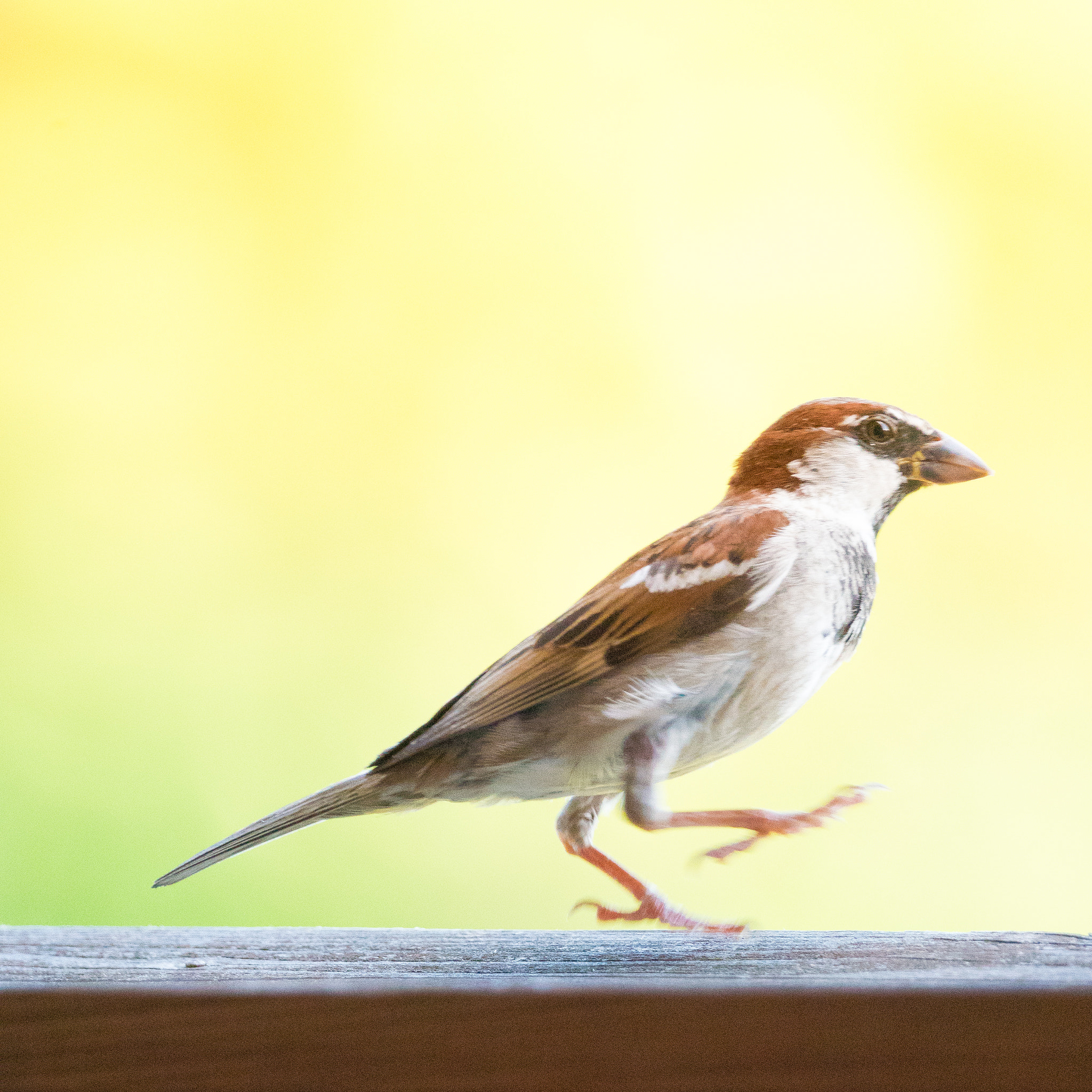 Sony ILCA-77M2 + Sony 70-400mm F4-5.6 G SSM sample photo. Birdwalk photography