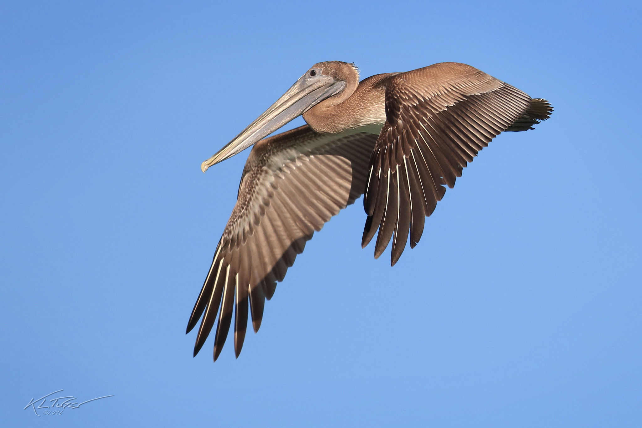 Canon EOS 100D (EOS Rebel SL1 / EOS Kiss X7) sample photo. American atlantic brown pelican photography