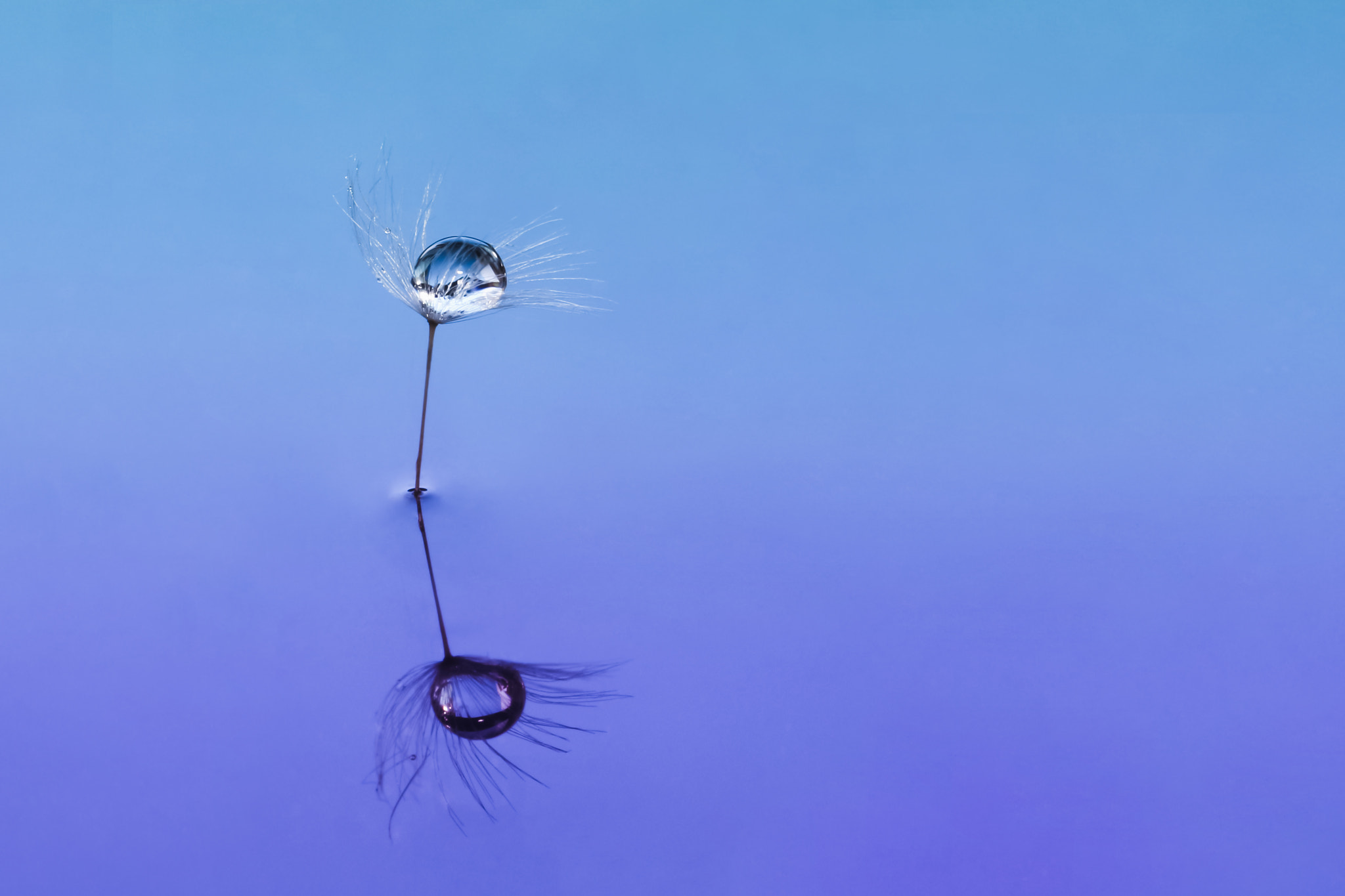 Canon EOS 700D (EOS Rebel T5i / EOS Kiss X7i) + Canon EF 100mm F2.8L Macro IS USM sample photo. Dandelion blue photography