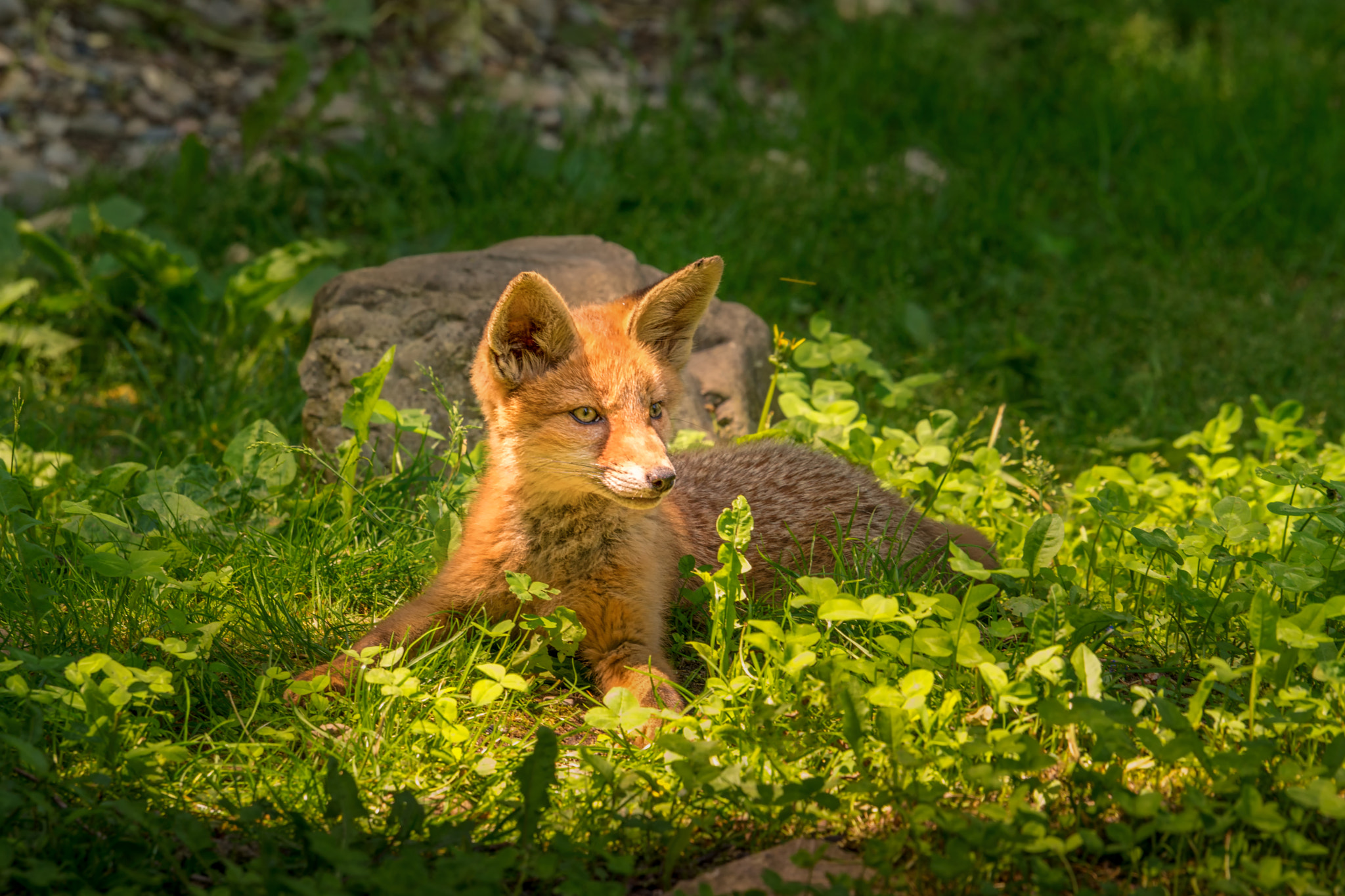 Sony a99 II + Sony 70-400mm F4-5.6 G SSM sample photo. Fox cub photography