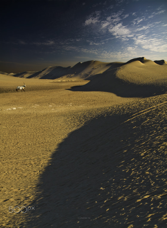 Canon EF 100-400mm F4.5-5.6L IS USM sample photo. Oryx in desert photography