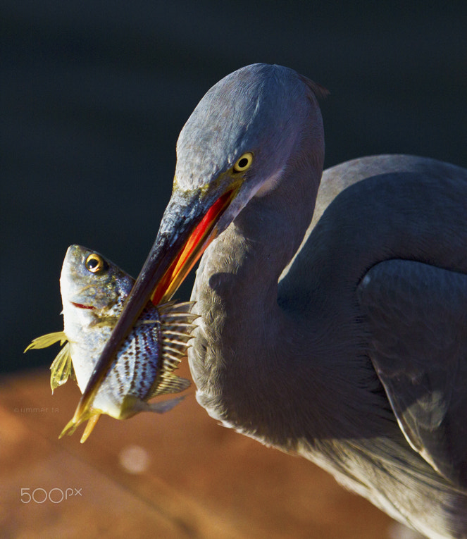 Canon EF 100-400mm F4.5-5.6L IS USM sample photo. Gray heron - fishing photography