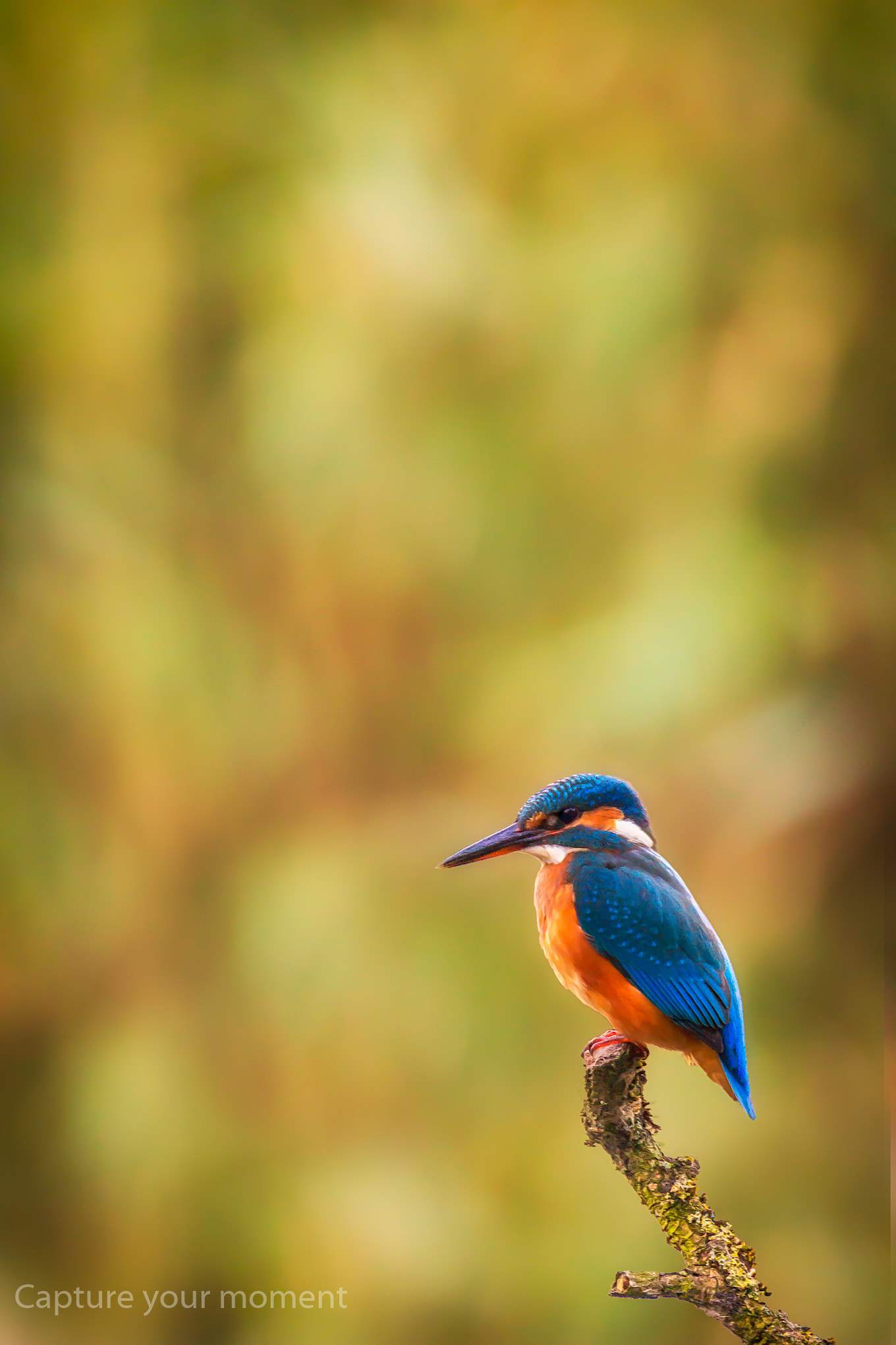 150-600mm F5-6.3 DG OS HSM | Contemporary 015 sample photo. Kingfisher  photography