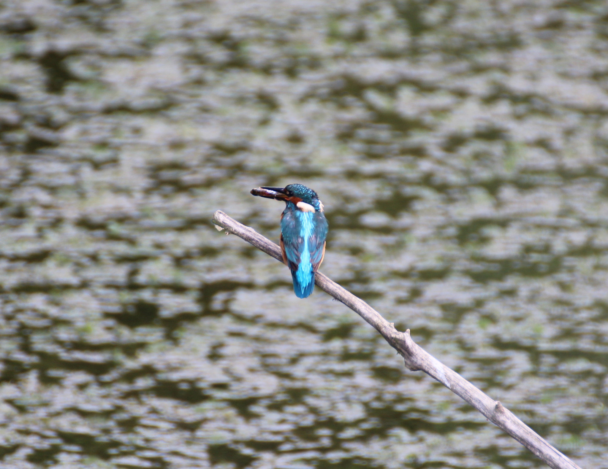 Canon EOS 600D (Rebel EOS T3i / EOS Kiss X5) + Canon 70-300mm sample photo. Kingfisher with fish photography