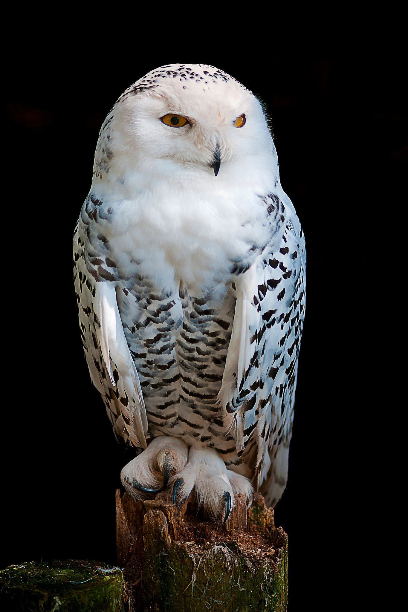 Sony Alpha DSLR-A700 + Minolta AF 100mm F2.8 Macro [New] sample photo. Snow owl photography