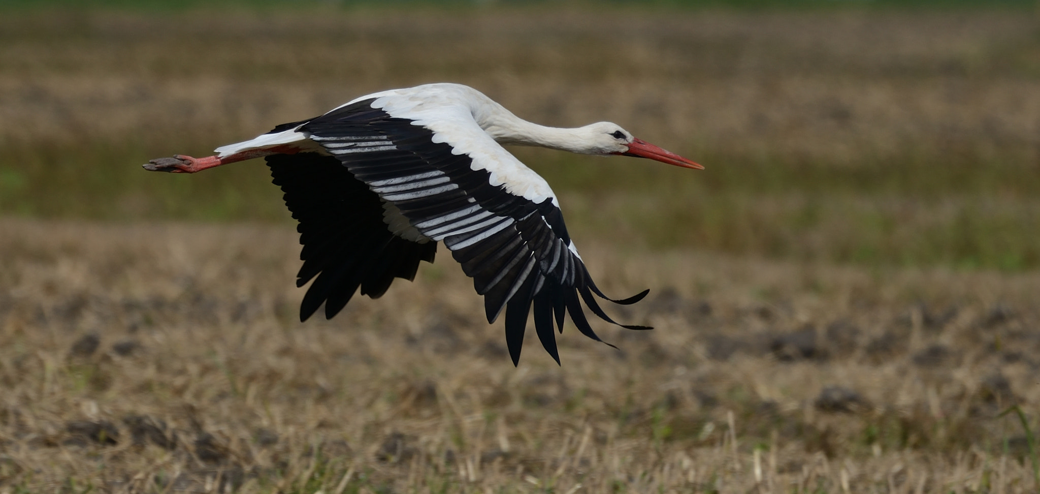 Nikon AF-S Nikkor 200-500mm F5.6E ED VR sample photo. Freedom flight (a white stork) photography