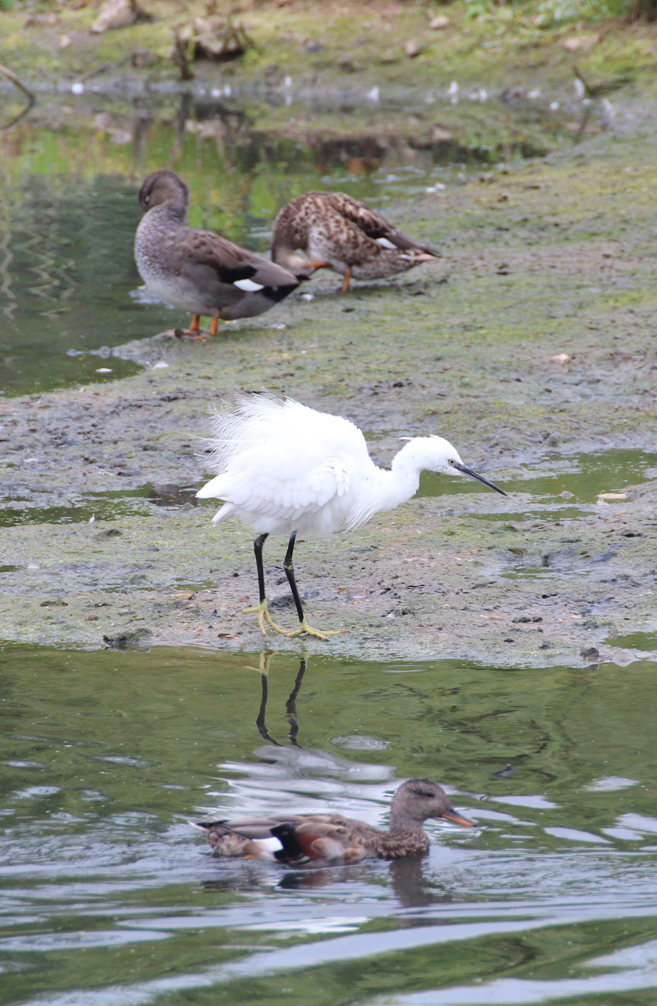 Canon EOS 600D (Rebel EOS T3i / EOS Kiss X5) + Canon 70-300mm sample photo. White egret at rspb rye meads photography