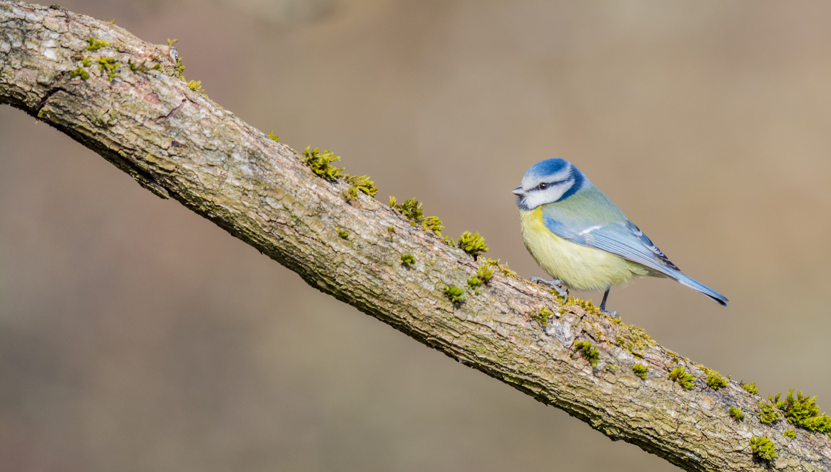 Nikon D7100 + Nikon AF-S Nikkor 500mm F4G ED VR sample photo. Pimpelmees - blue tit photography