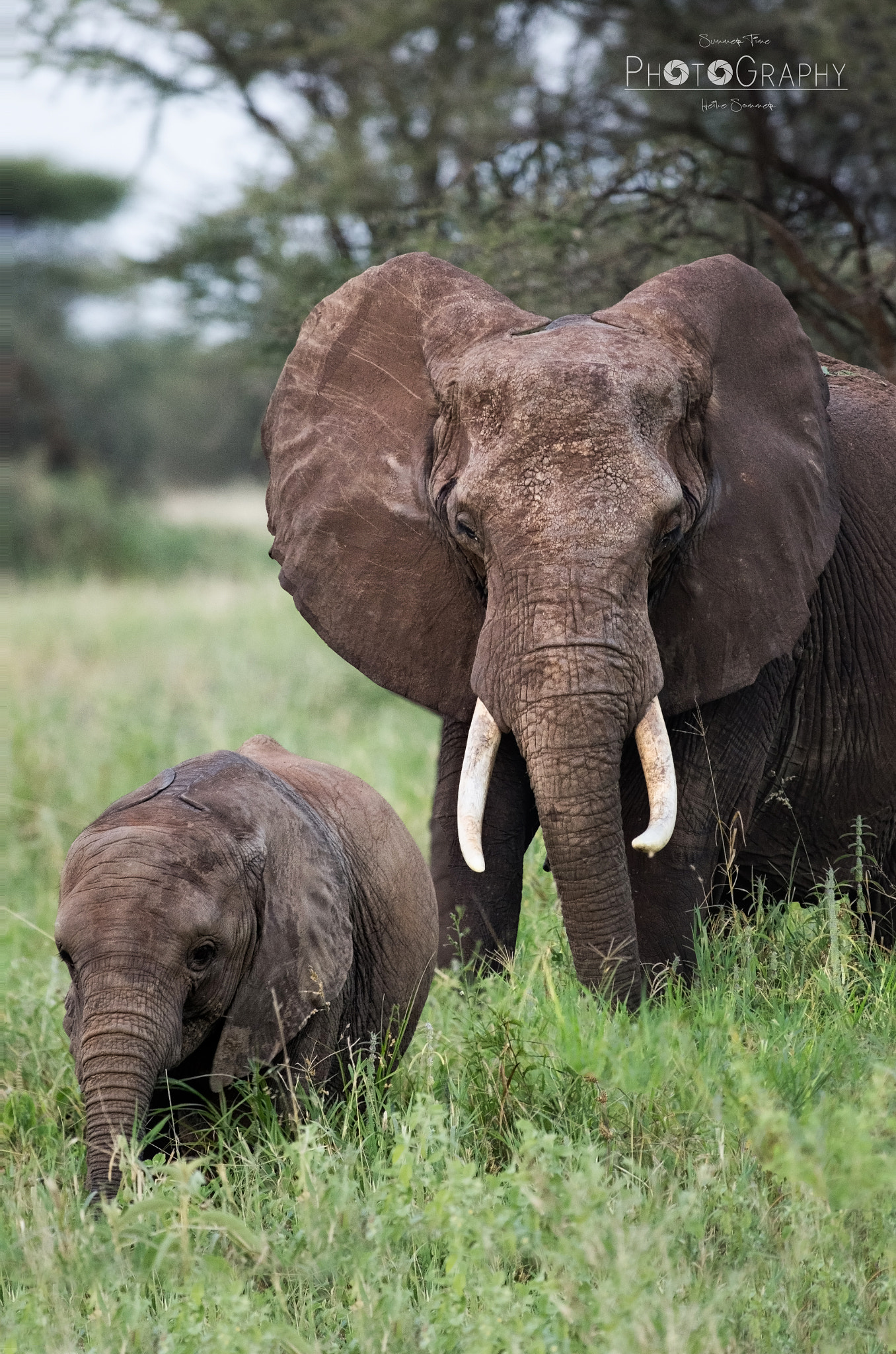 Pentax smc DA* 300mm F4.0 ED (IF) SDM sample photo. Elefants photography
