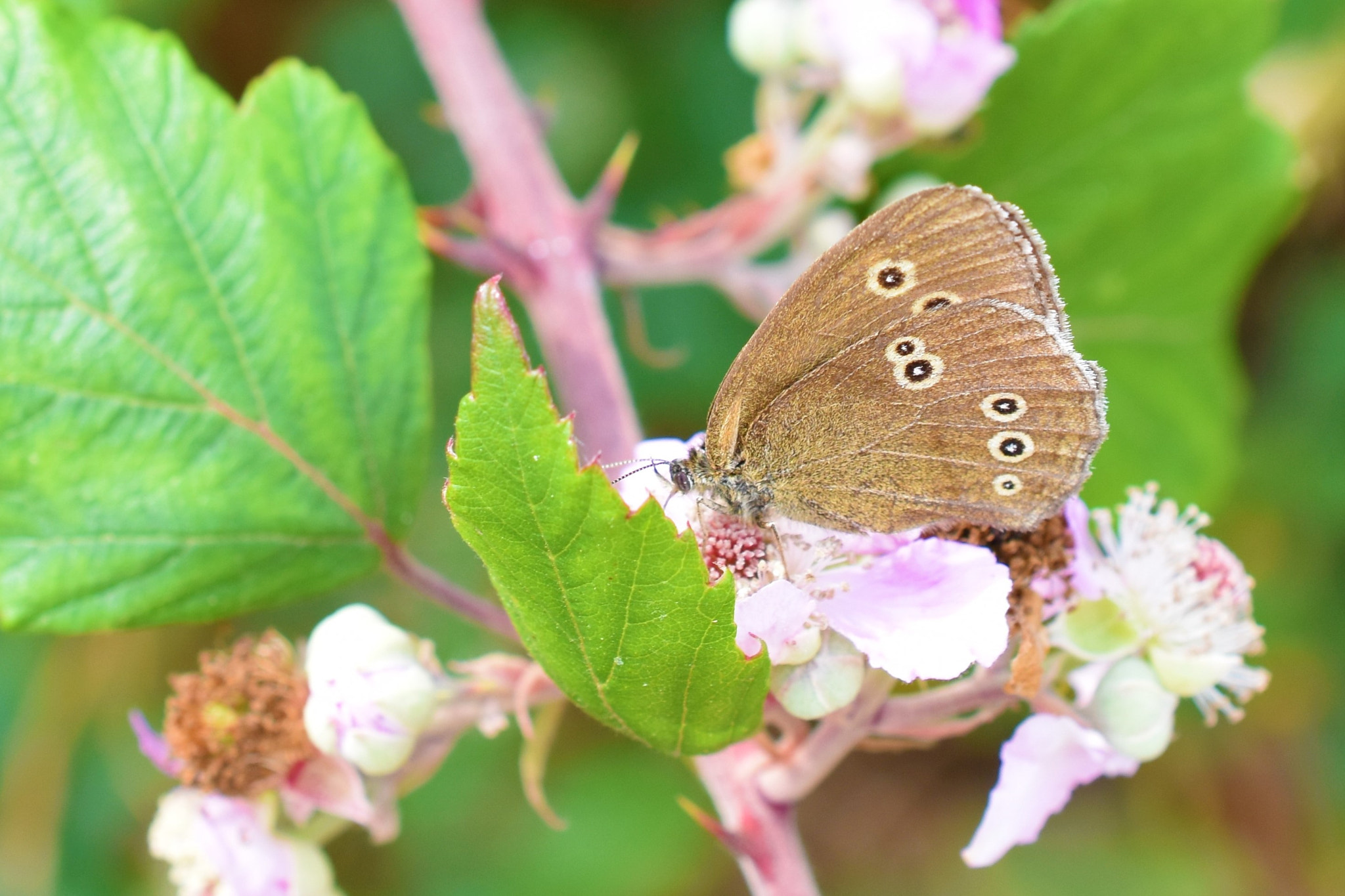 Nikon AF-S DX Micro Nikkor 40mm F2.8 sample photo. Ringlet butterfly photography