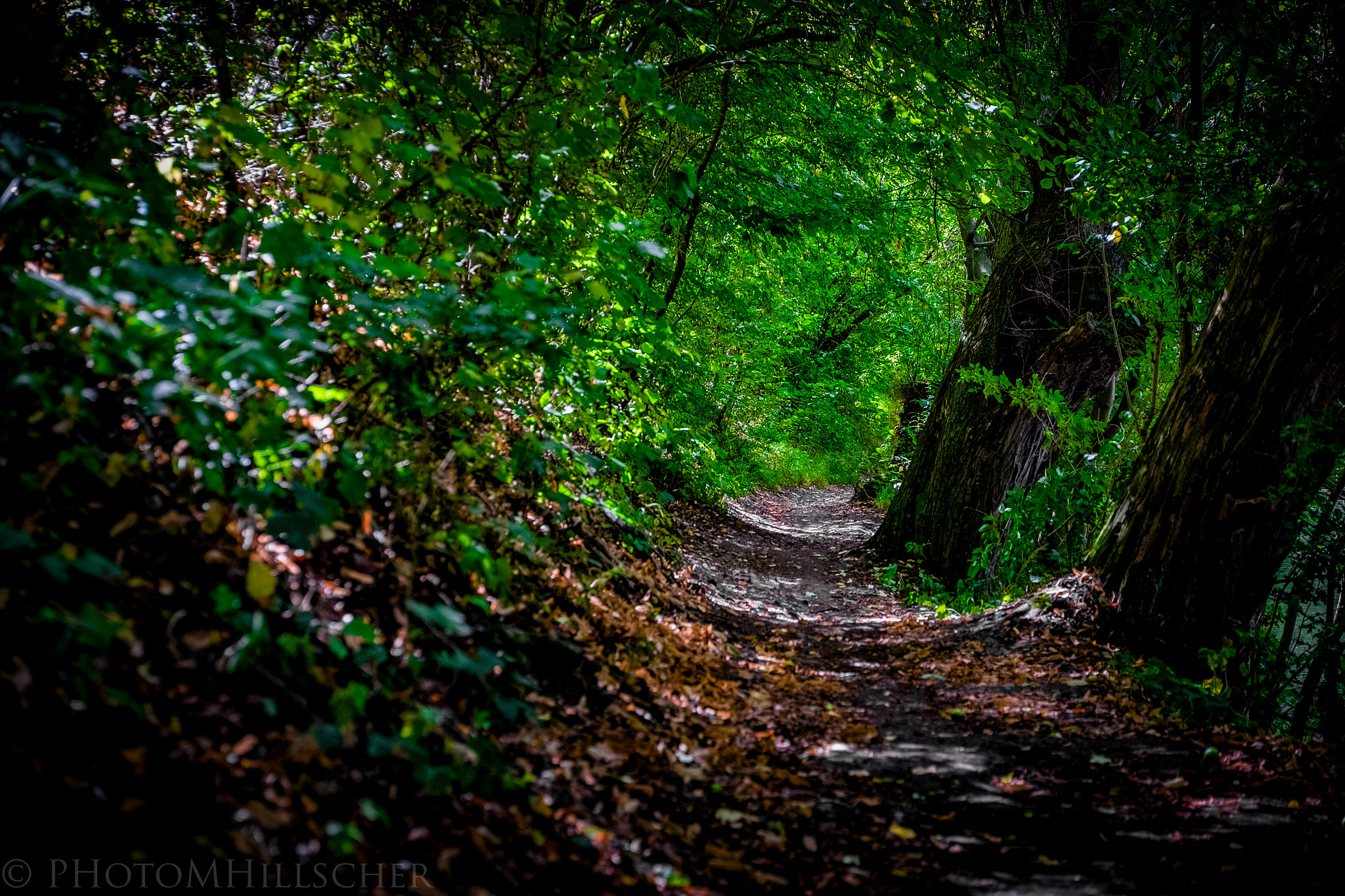 ZEISS Touit 50mm F2.8 sample photo. Camino photography