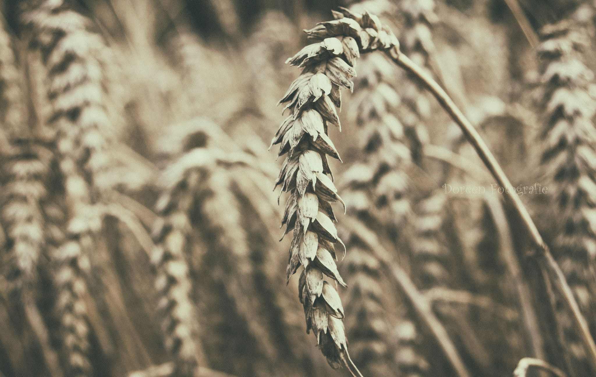 Canon EF 28-80mm f/3.5-5.6 USM sample photo. Corn photography