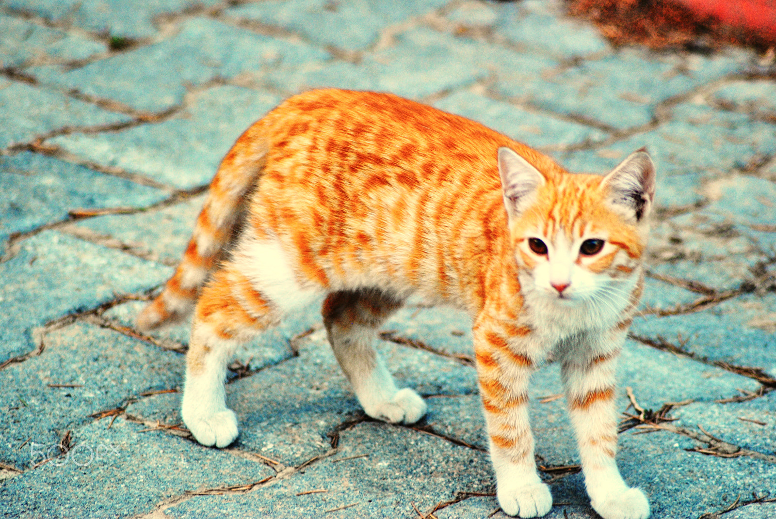 Nikon D3000 sample photo. Cat 2 photography