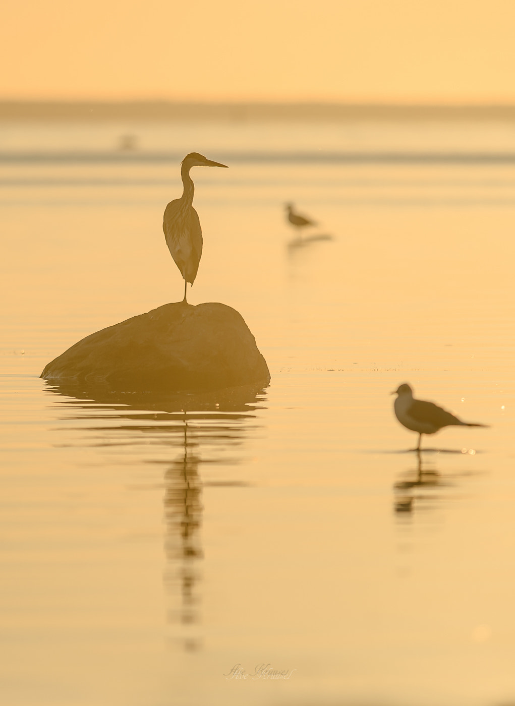 Nikon AF-S Nikkor 300mm F2.8G ED VR II sample photo. Gold bird photography